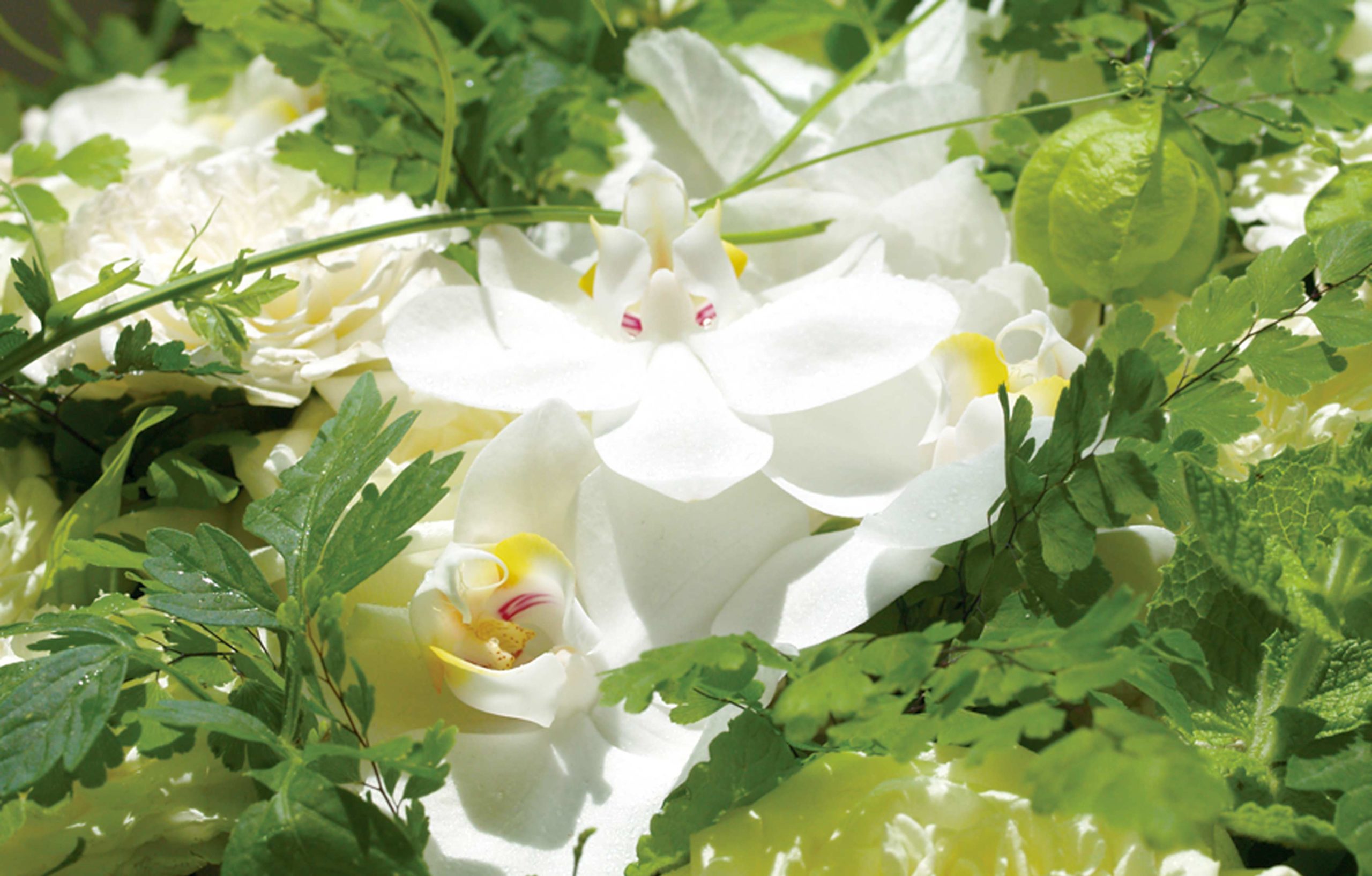 胡蝶蘭が贈り花として喜ばれる3つの理由 マナー お役立ち お知らせ お祝い お供えの花通販ギフトは送料無料の お花の窓口 へ