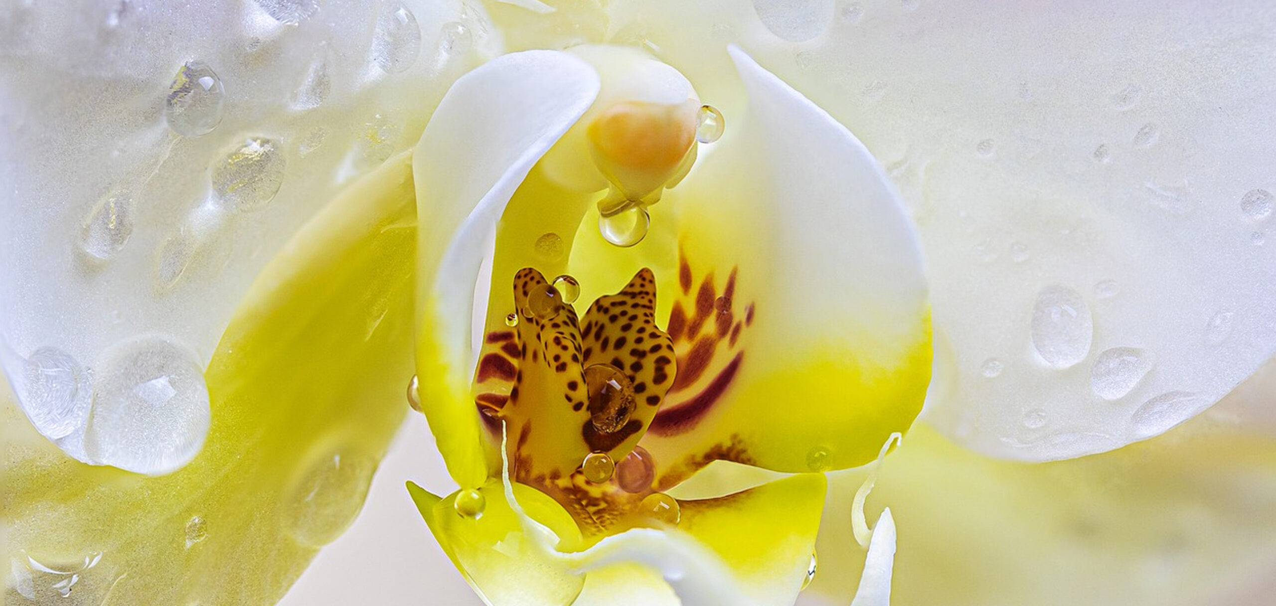 胡蝶蘭の花を長持ちさせるコツ