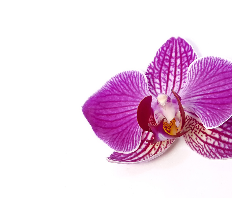 【胡蝶蘭】ギフトに最適!胡蝶蘭の花言葉【フラワーギフト】