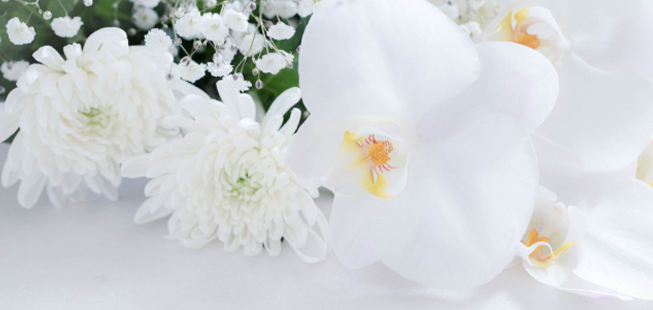 胡蝶蘭はお祝い以外にも送ってもOKな便利なお花