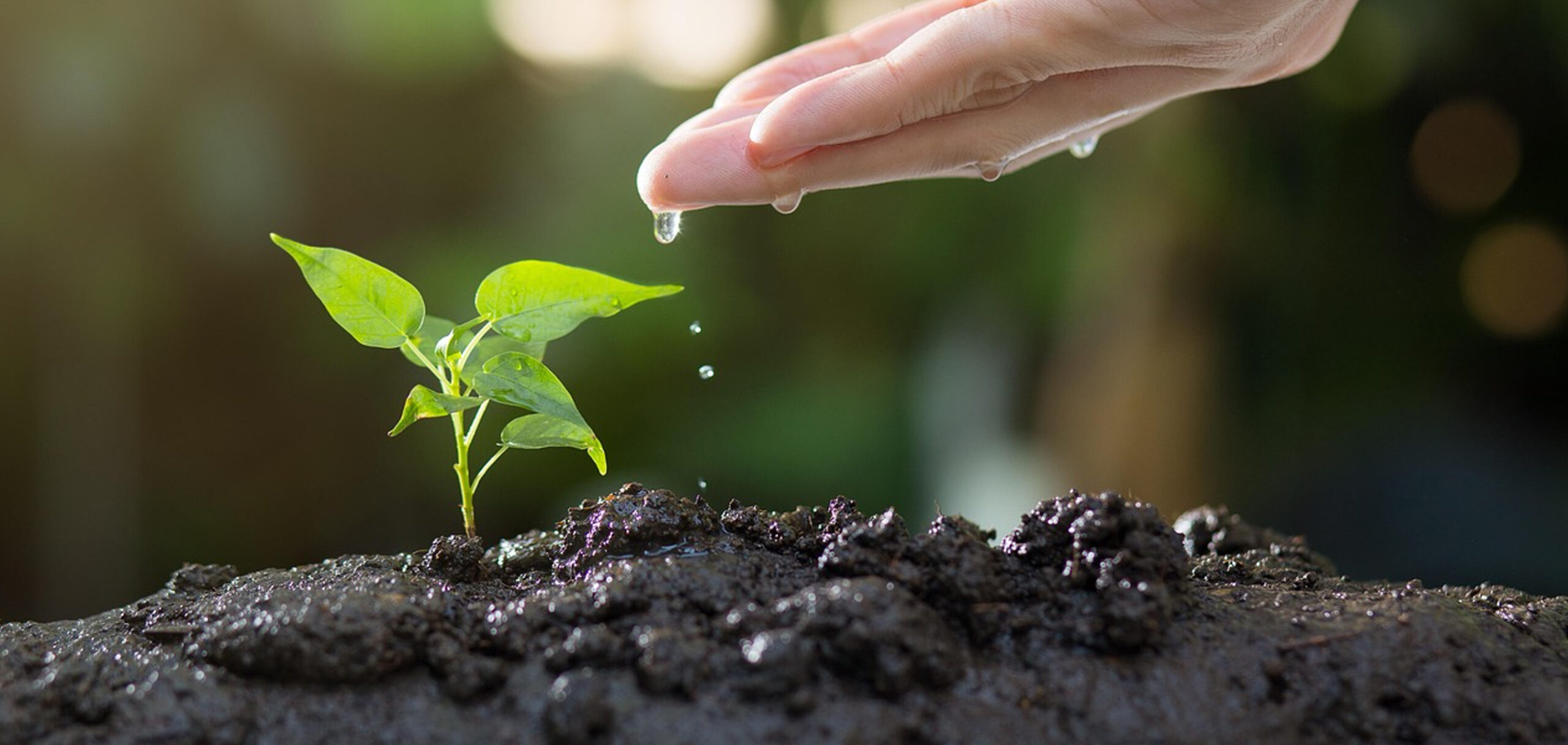 胡蝶蘭の植え替えが必要な理由