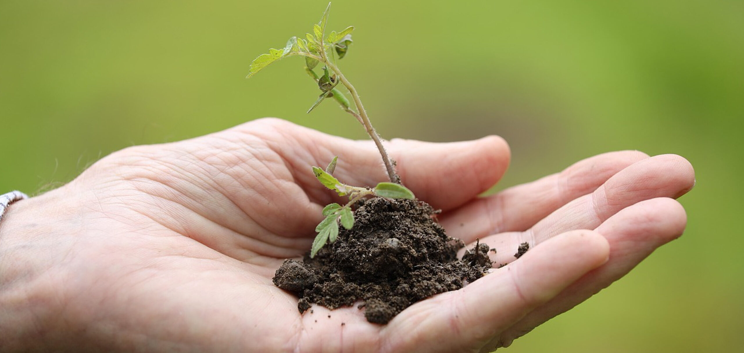 胡蝶蘭の植え替えに最適な時期