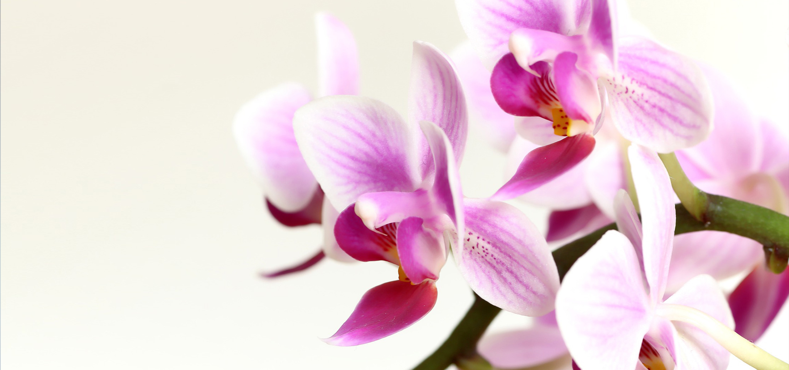 胡蝶蘭 ピンクの胡蝶蘭の花言葉は フラワーギフト マナー お役立ち お知らせ お祝い お供えの花通販ギフトは送料無料の お花の窓口 へ