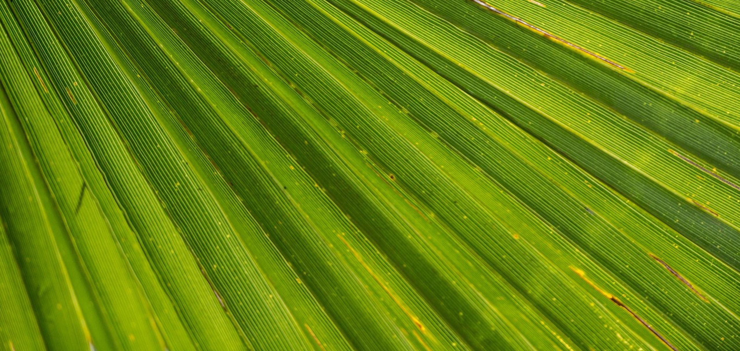 観葉植物「シュロチク」の花言葉