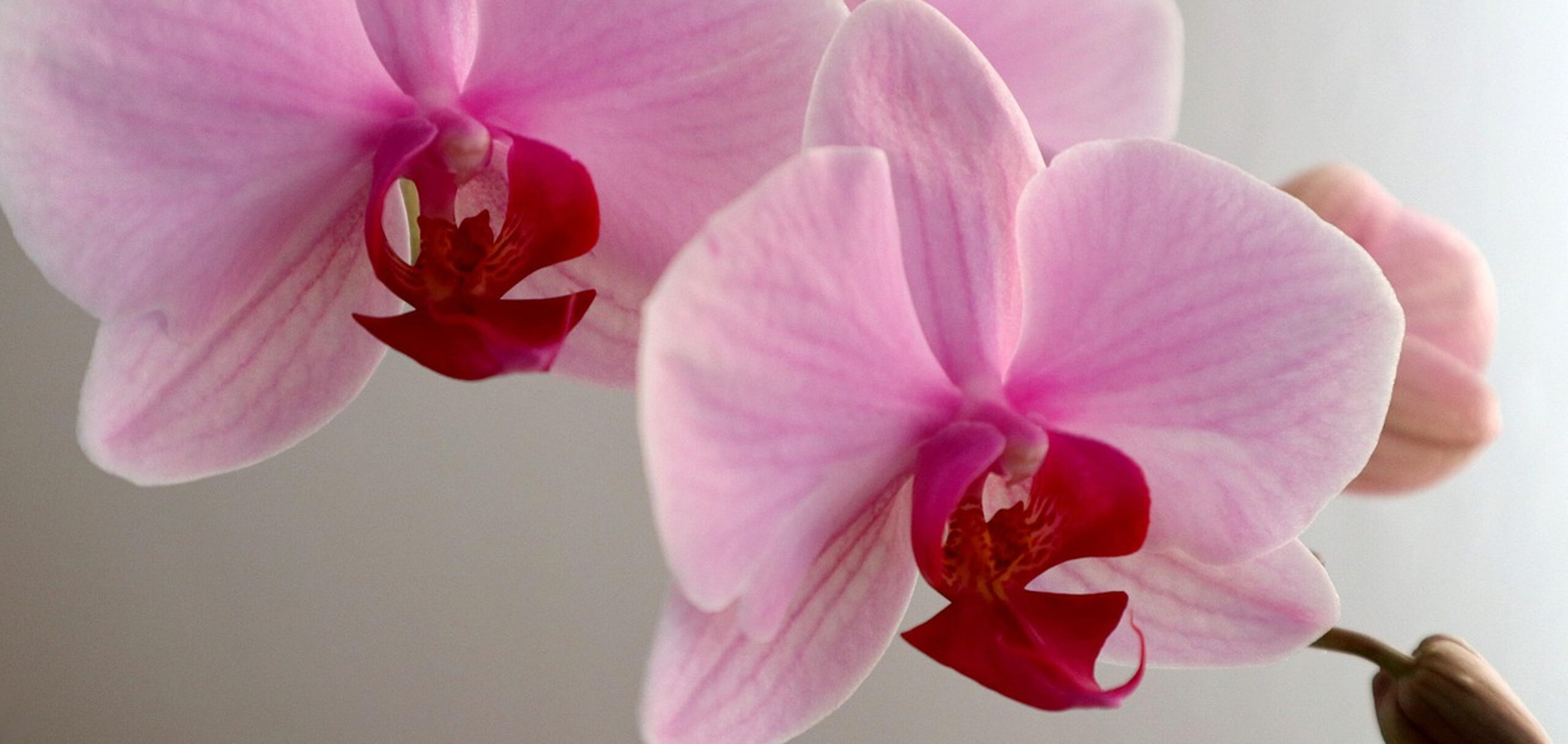 ピンク色の胡蝶蘭の花言葉は？