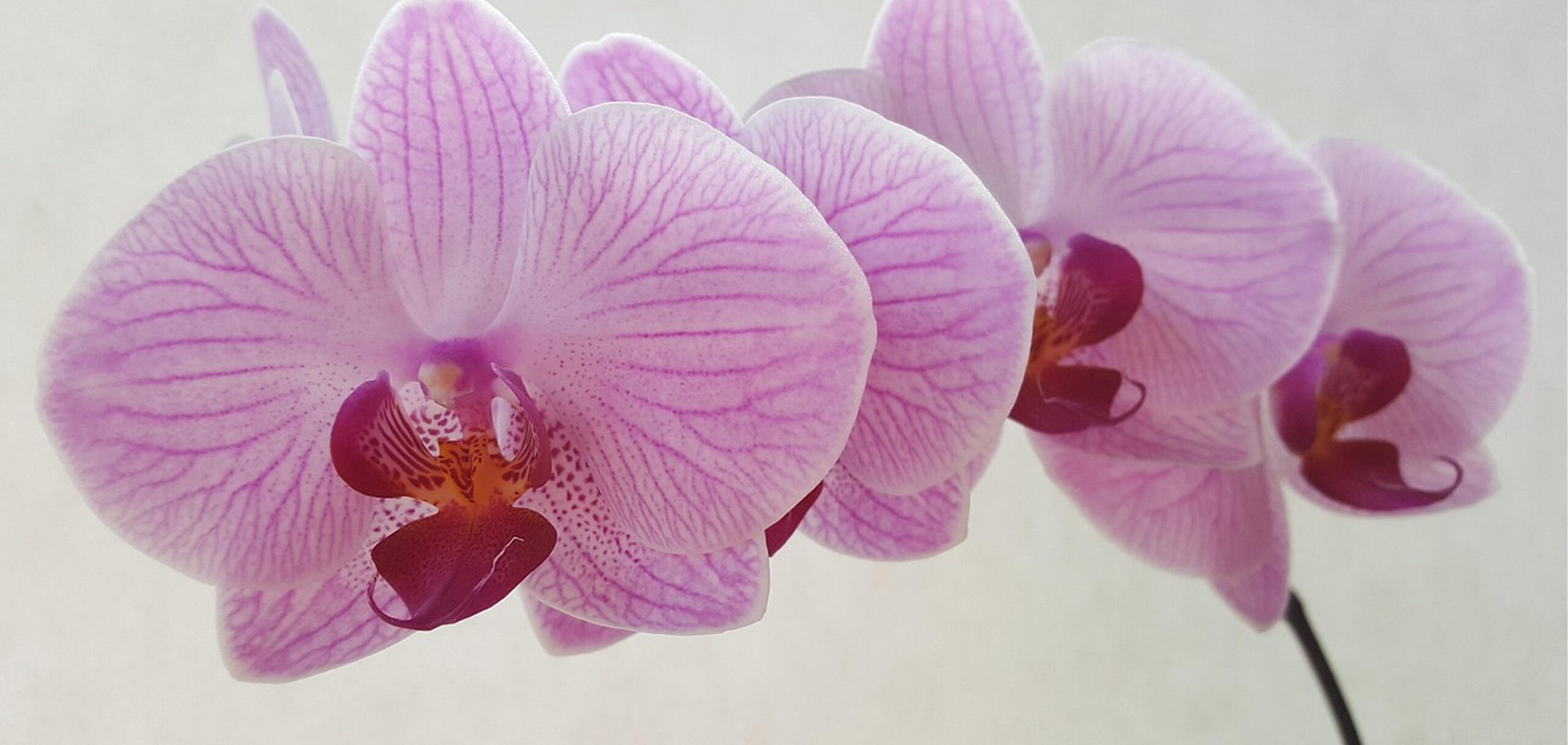英語でのピンク色の胡蝶蘭の花言葉は？