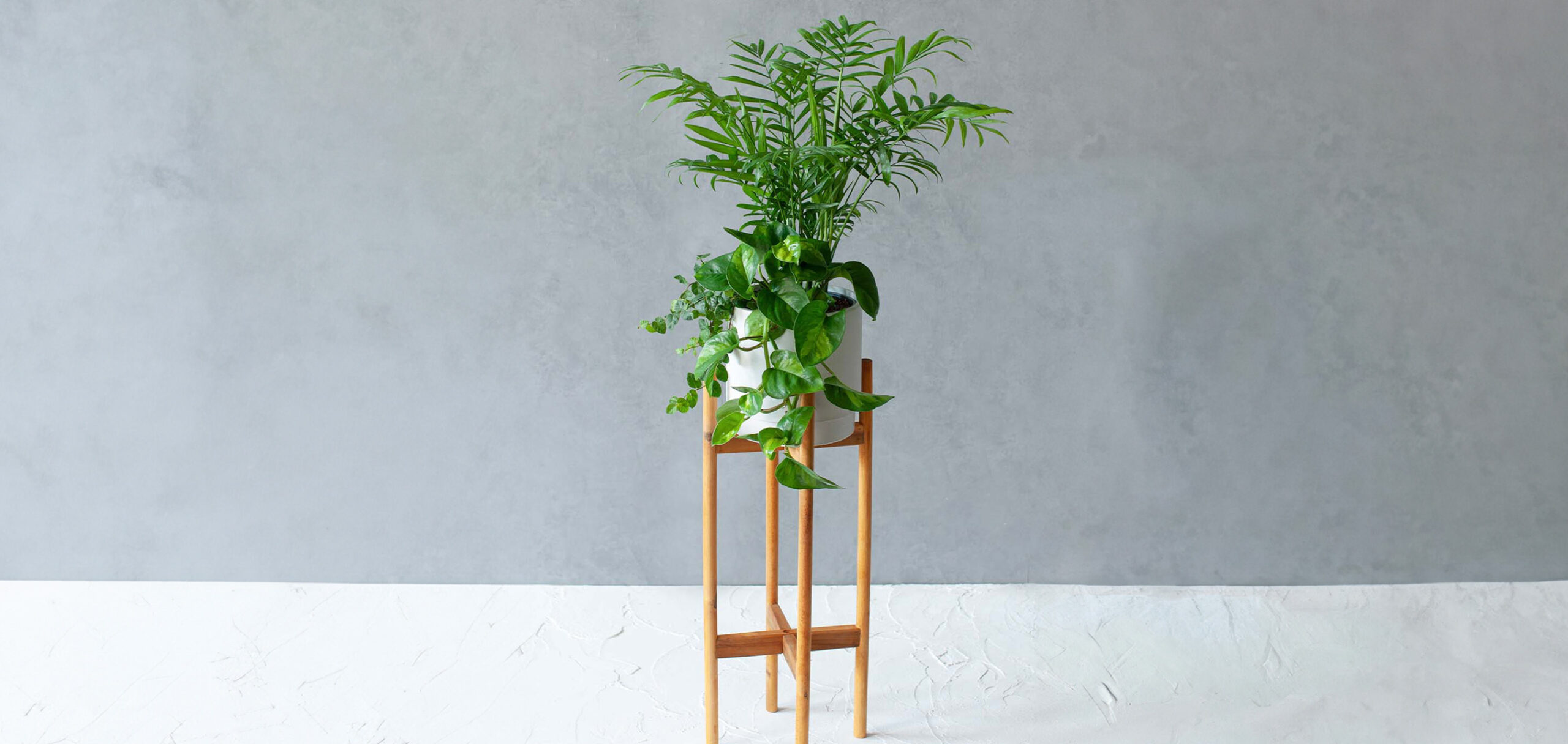 観葉植物の基本的な育て方