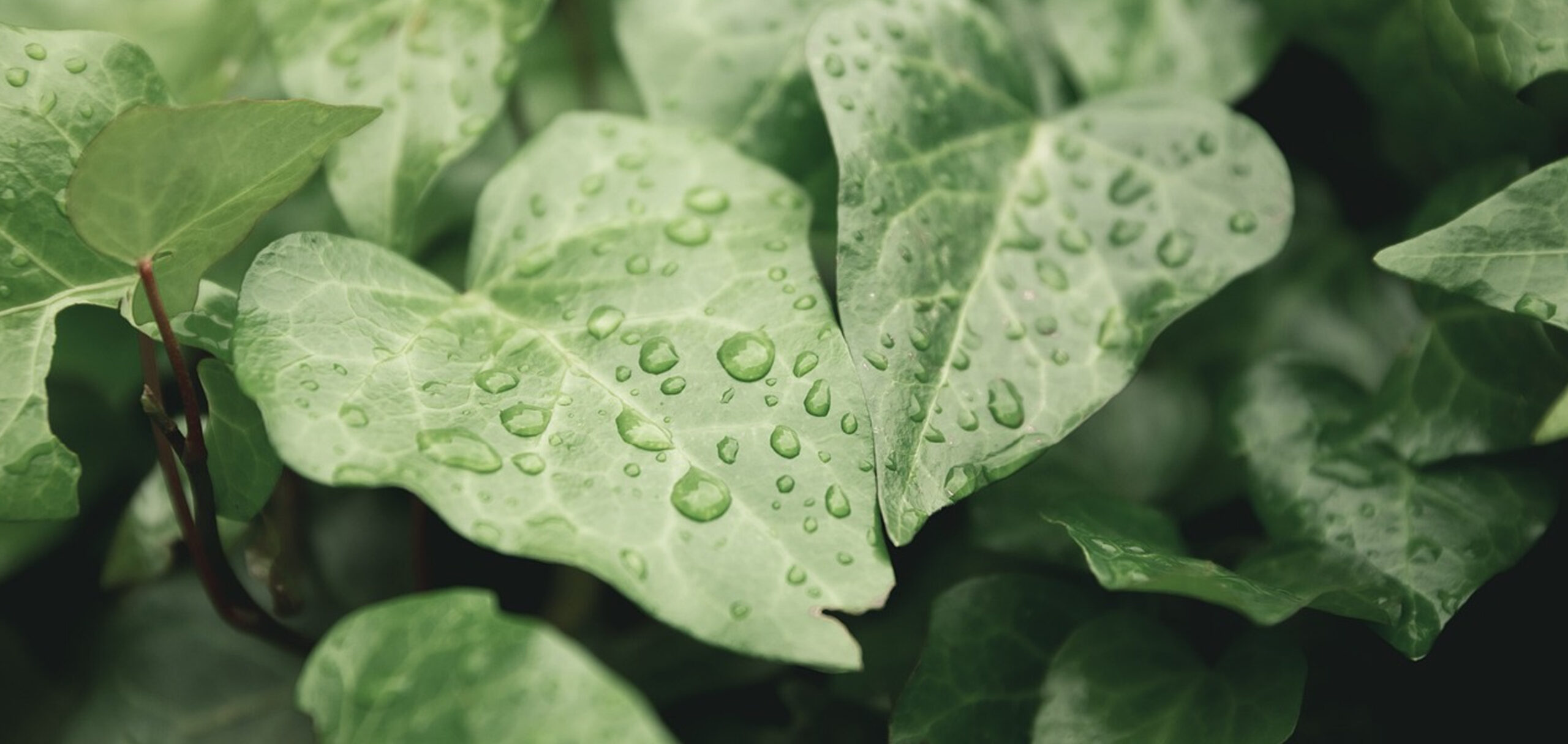 上級者向け！観葉植物の繁殖方法