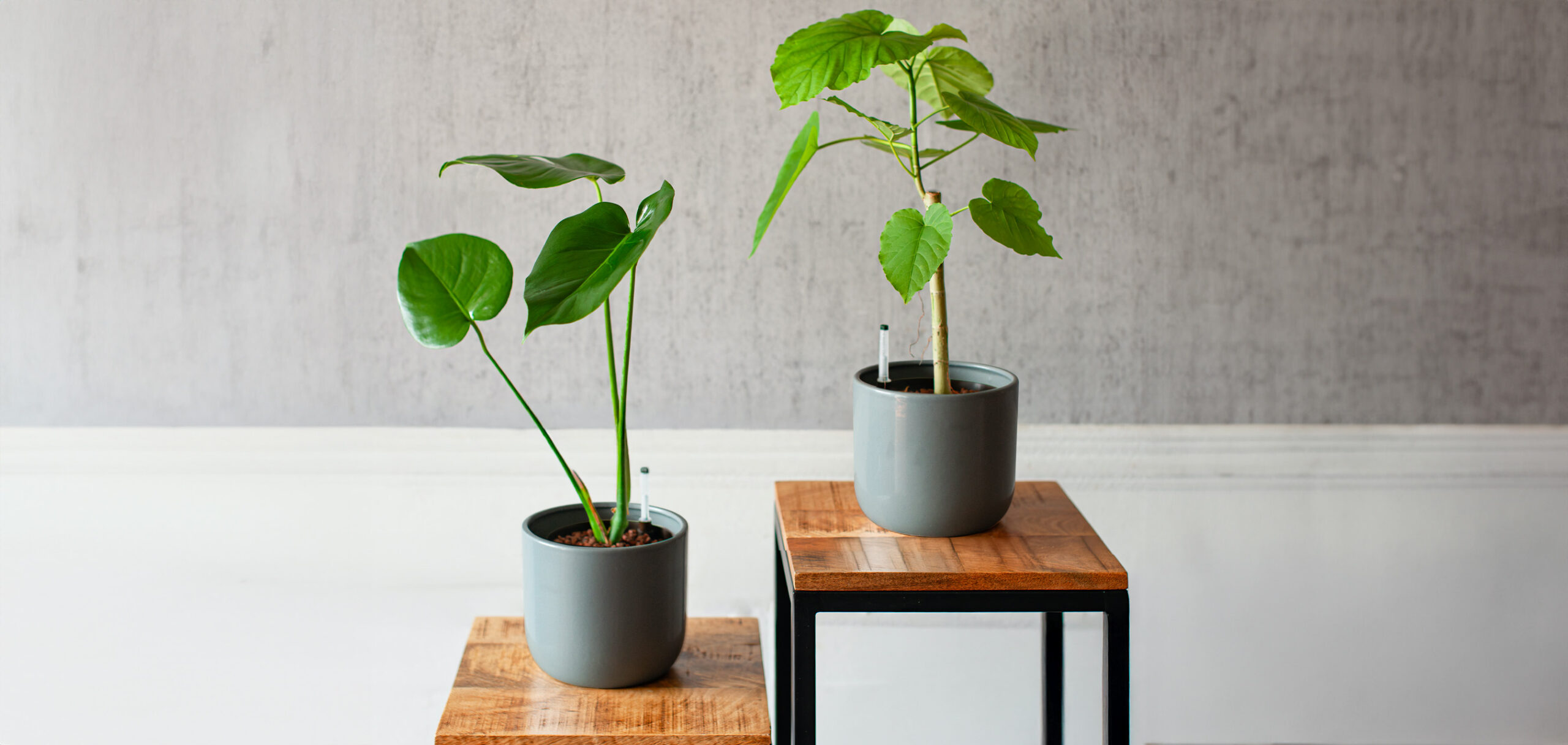 観葉植物の基本的な水やりのポイント