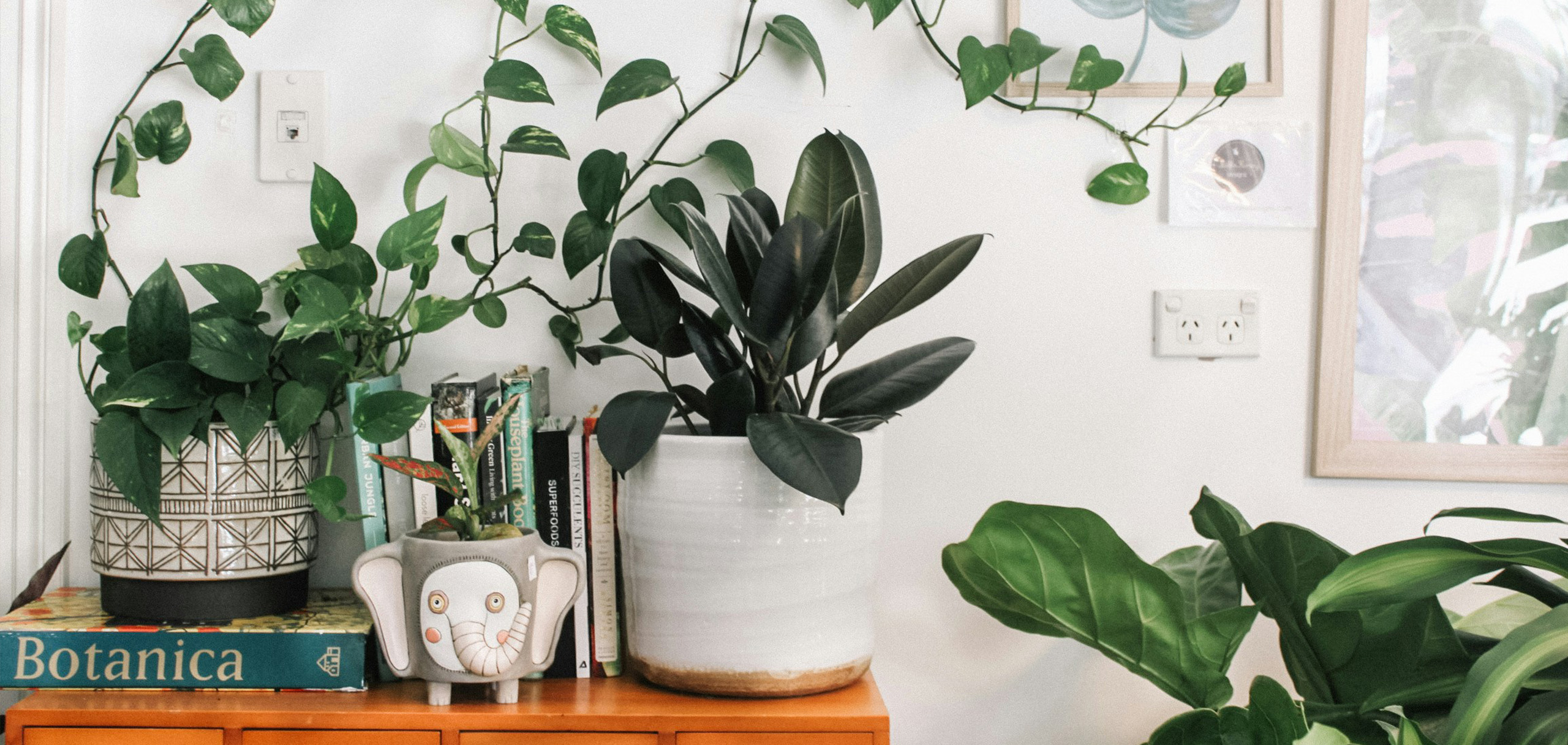 観葉植物を置くのに適した場所の基本