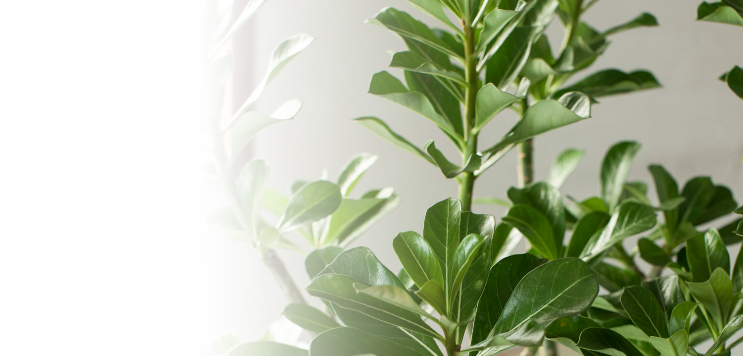 観葉植物の元気がない原因は マナー お役立ち お知らせ お祝い お供えの花通販ギフトは送料無料の お花の窓口 へ