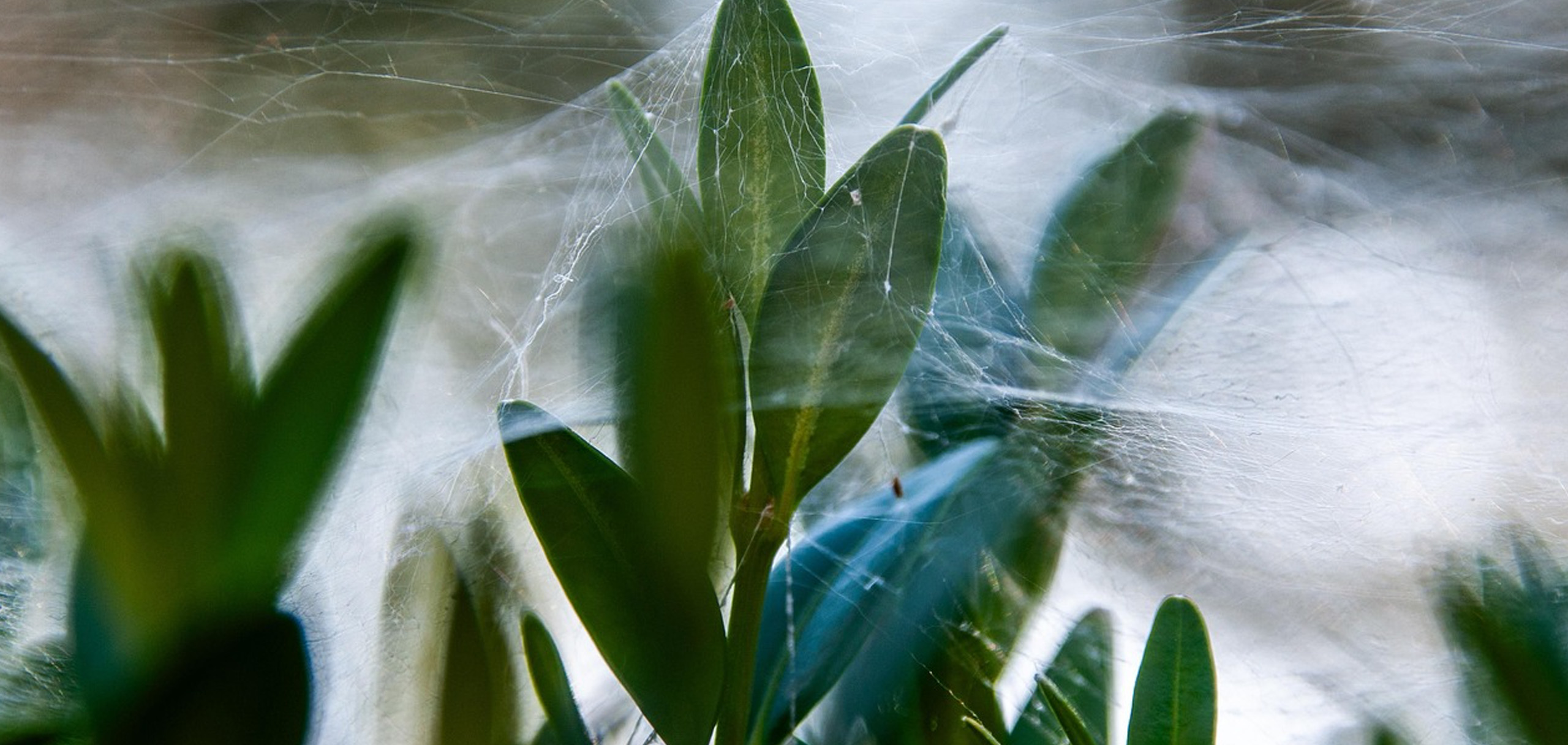 植物の元気がない原因を考えましょう