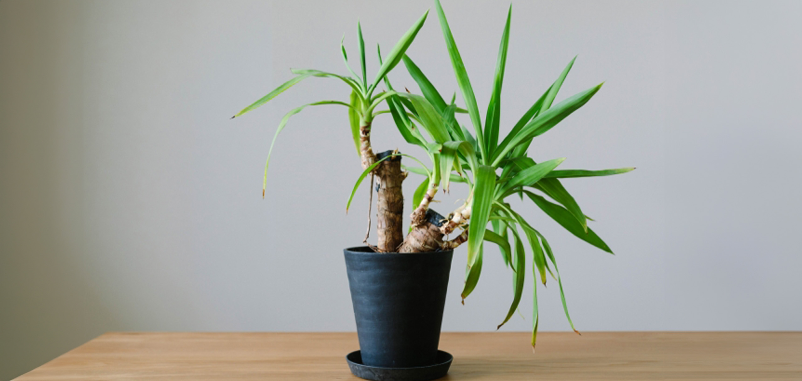 ユッカ（青年の木）の花言葉・風水