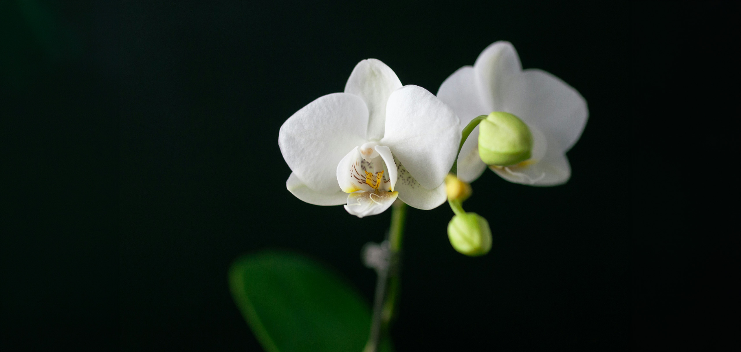 叙勲・受賞・綬章のお祝いの花を贈るタイミング