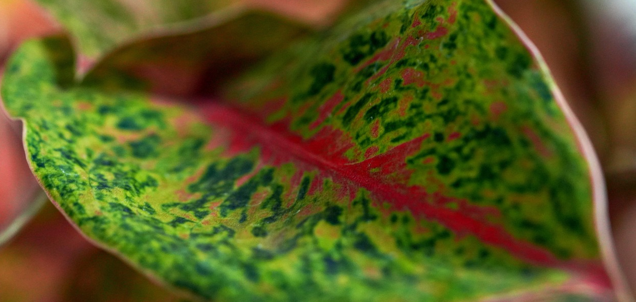 観葉植物を贈る際のマナーや確認事項