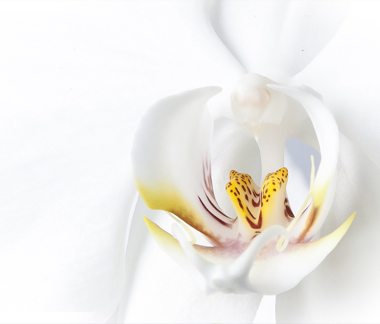 胡蝶蘭のお花が終わったらどうしたらいい? コンシェルジュオススメの方法とは