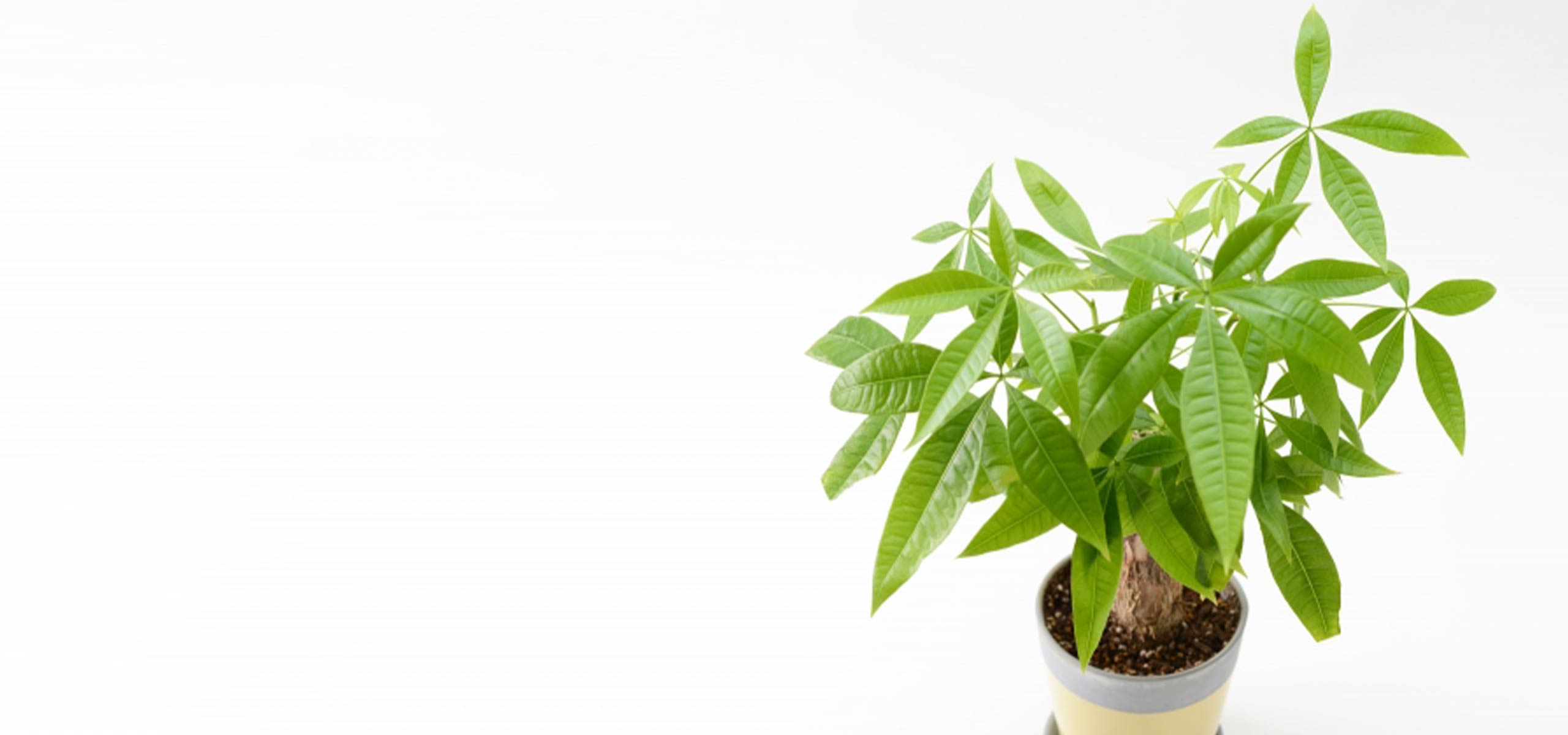 開店祝いにオススメな観葉植物のパキラ特集 マナー お役立ち お知らせ お祝い お供えの花通販ギフトは送料無料の お花の窓口 へ