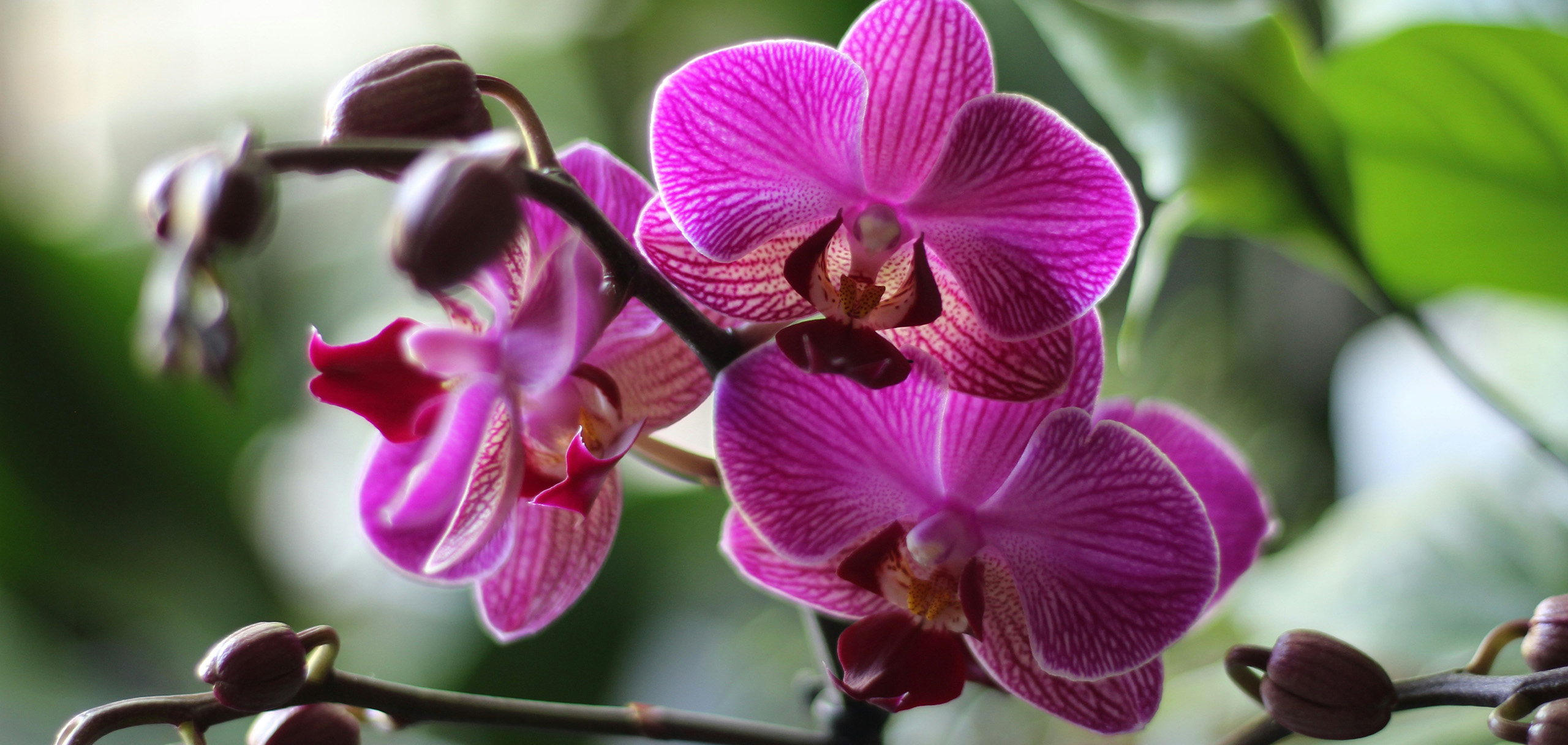 蘭(ラン)の花の種類別　花言葉
