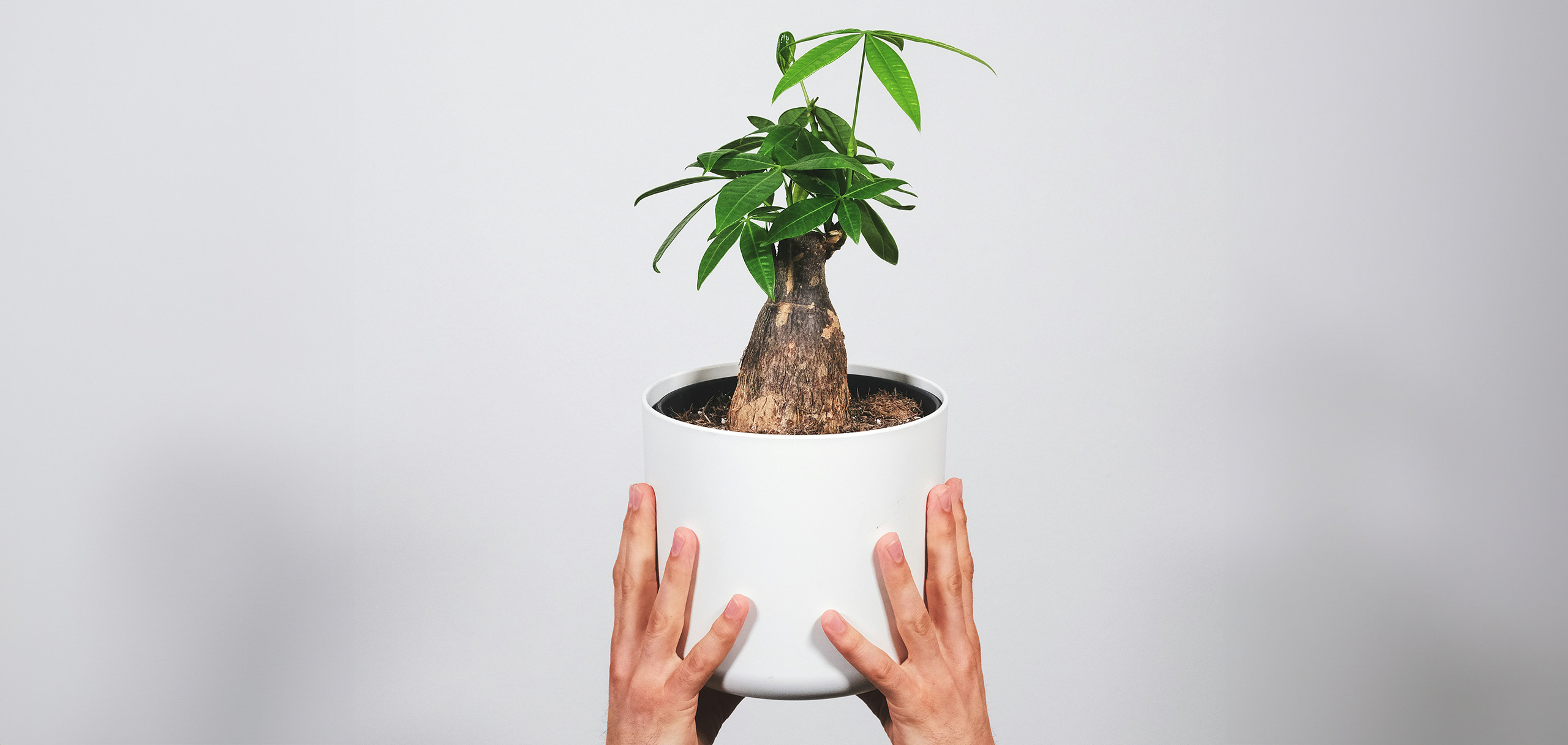 パキラは育てやすい観葉植物