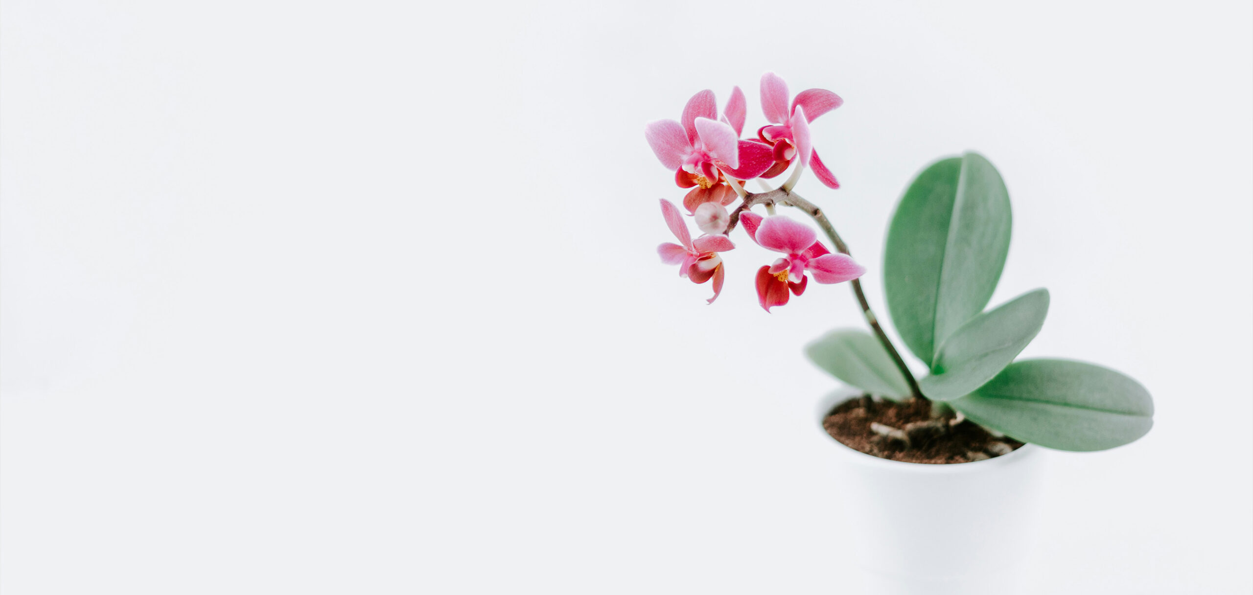 胡蝶蘭の花が終わった後、まず何をする？