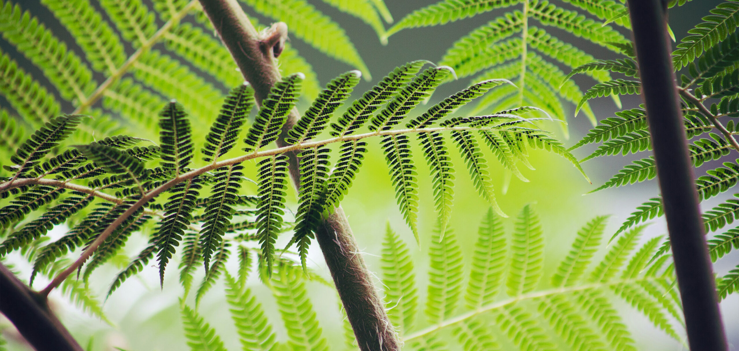 おしゃれなインテリアに映える観葉植物の選び方