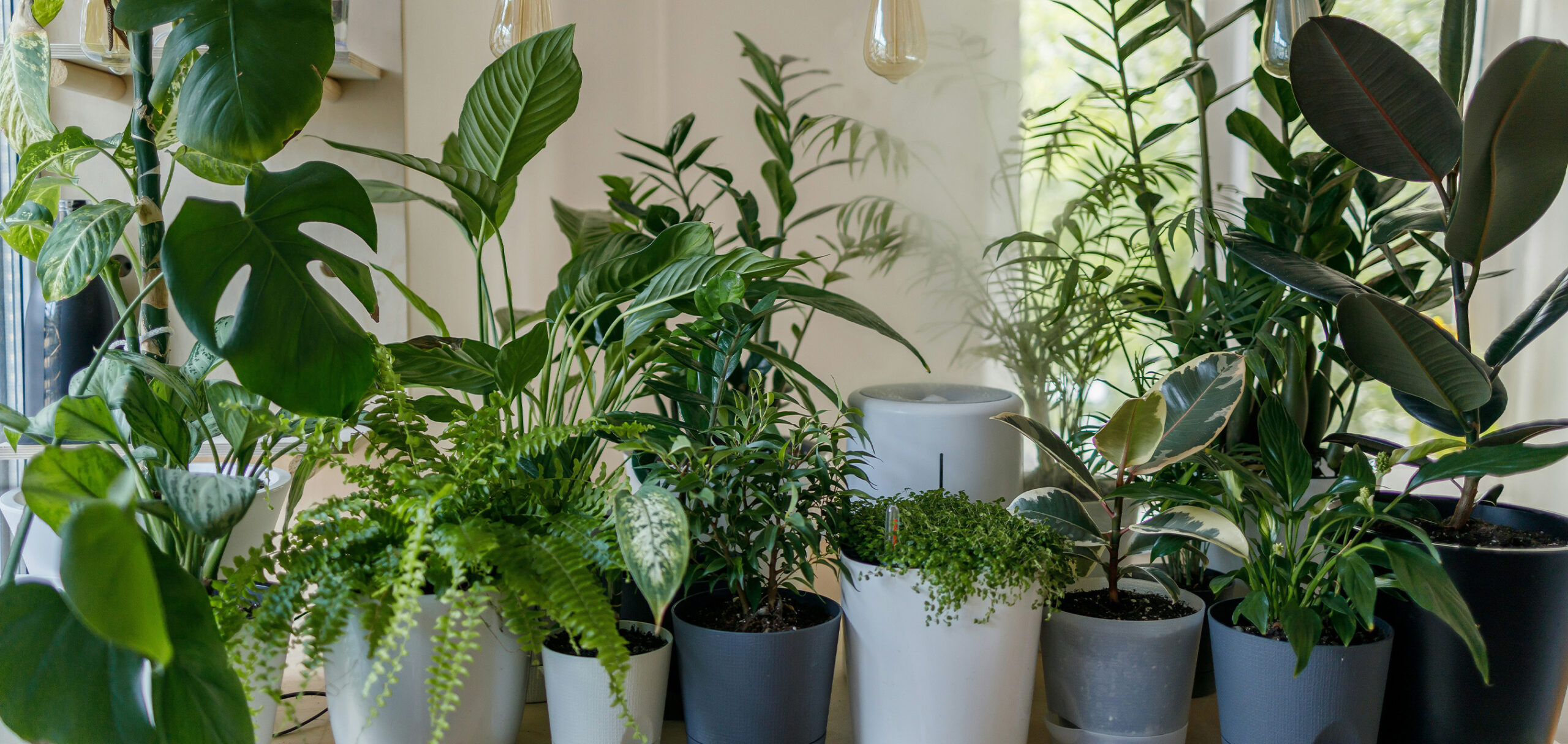 観葉植物がおすすめな店舗は？