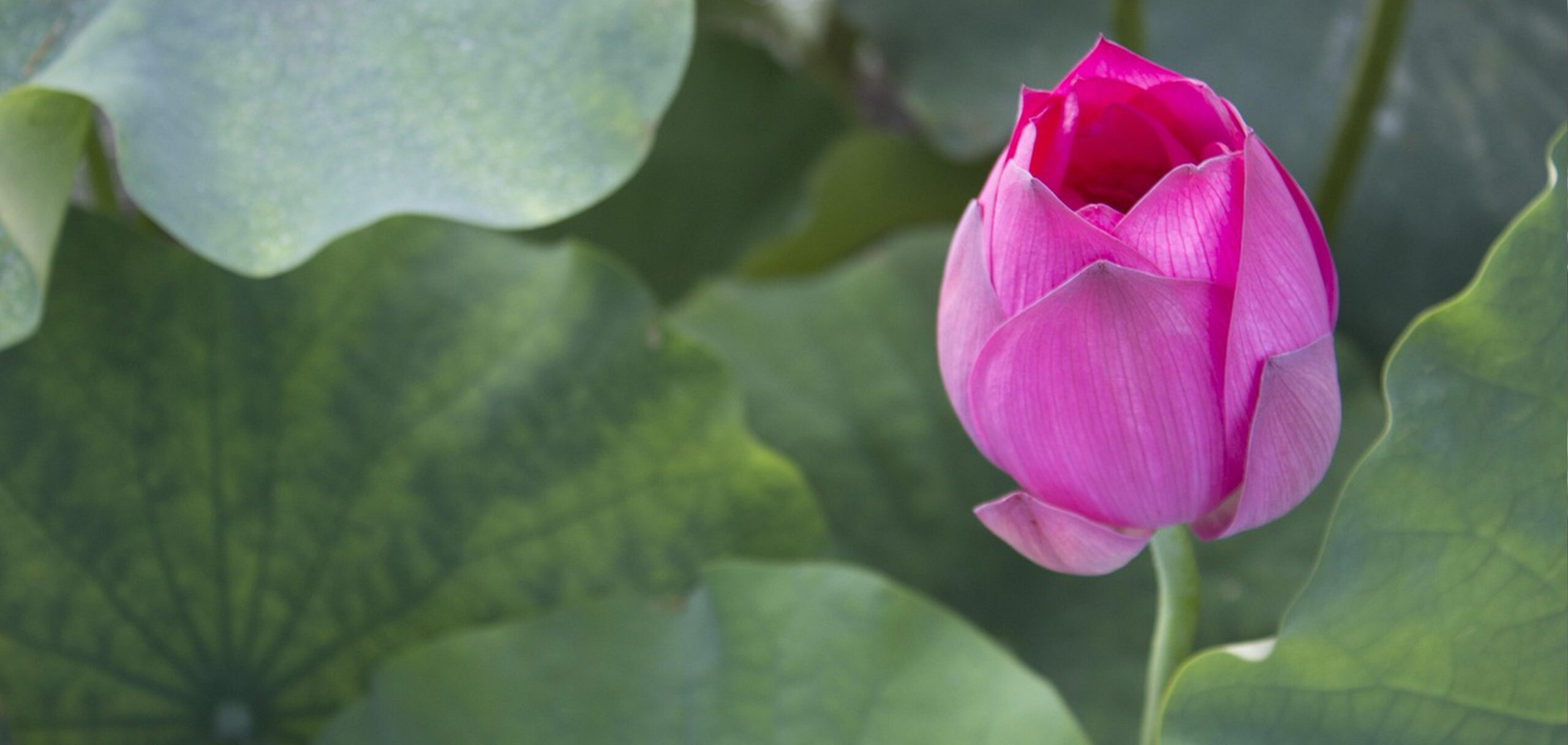一周忌に贈るお花の色合いは？