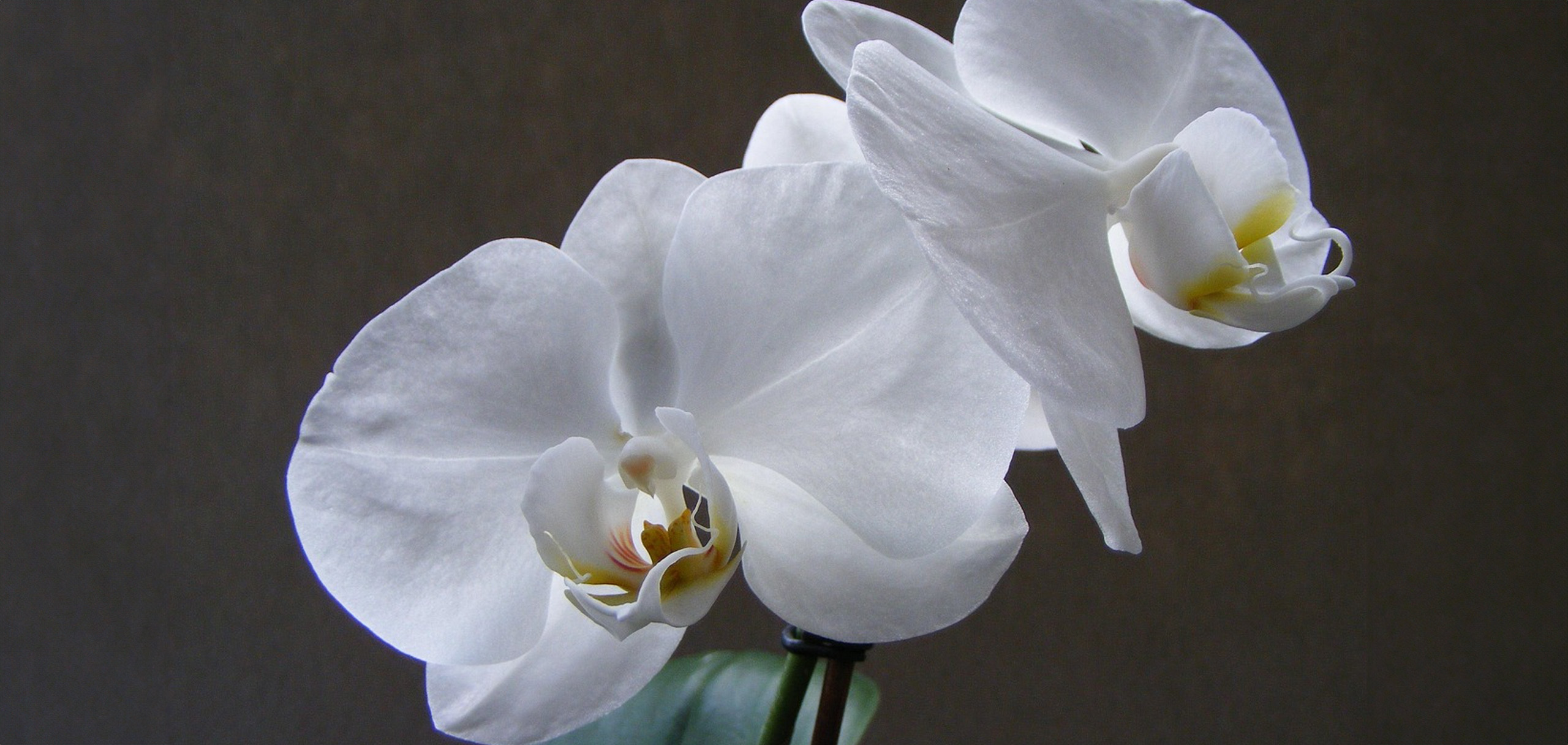 胡蝶蘭の成長サイクルは？次の花は咲く？