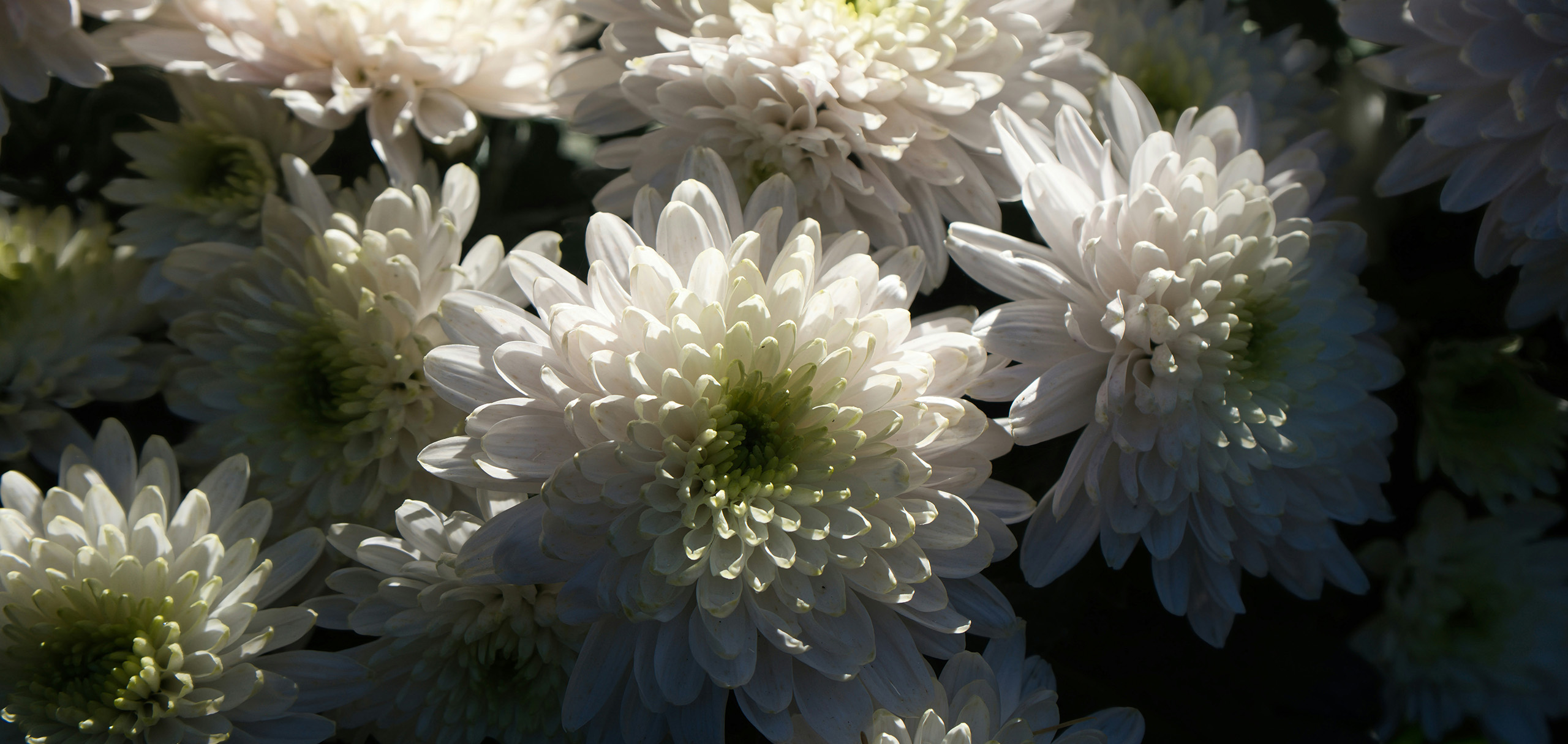 命日に贈る花のメッセージ例