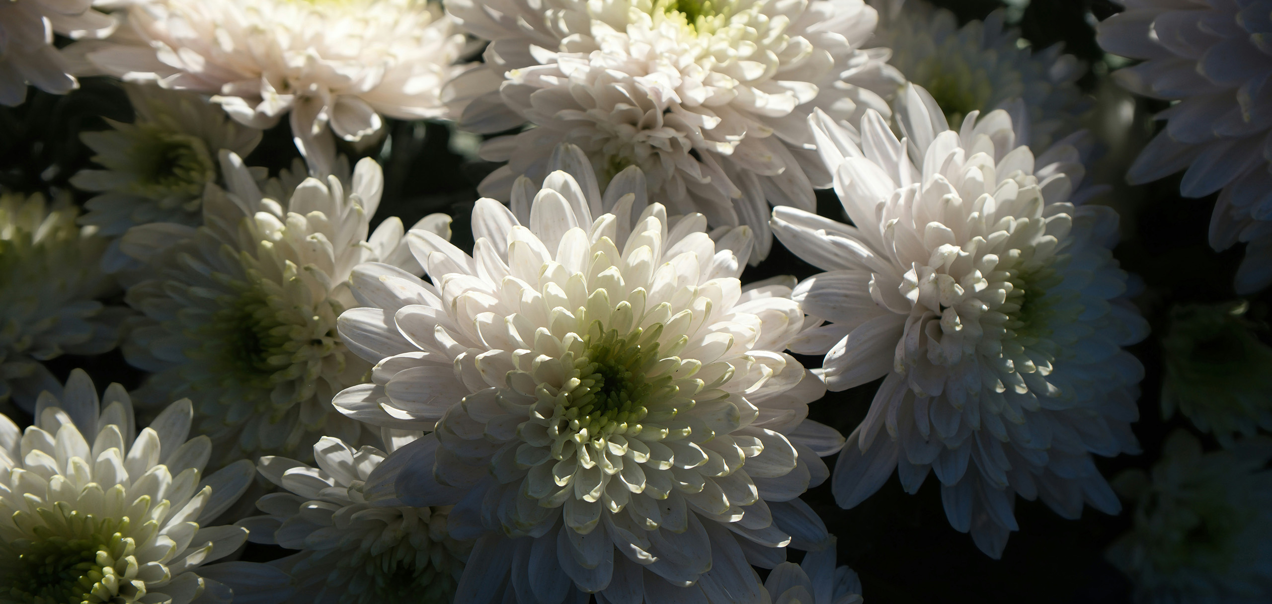 七回忌には、どんなお花を贈る？