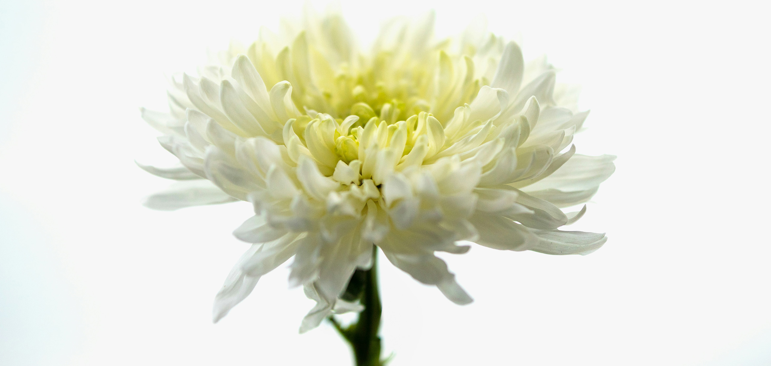 七回忌に贈る花はどんな色が良い？