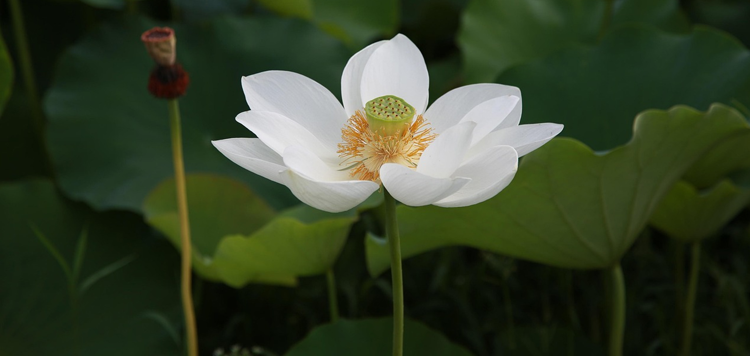七回忌に贈る花のメッセージ例