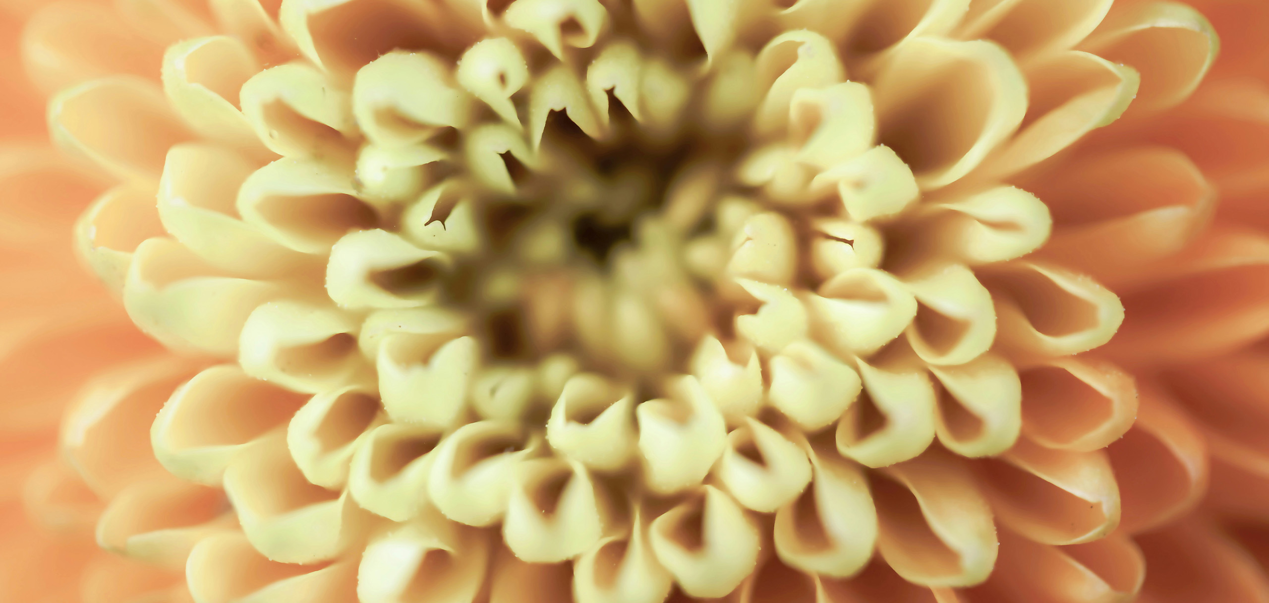 十三回忌に贈る花はどんな色が良い？
