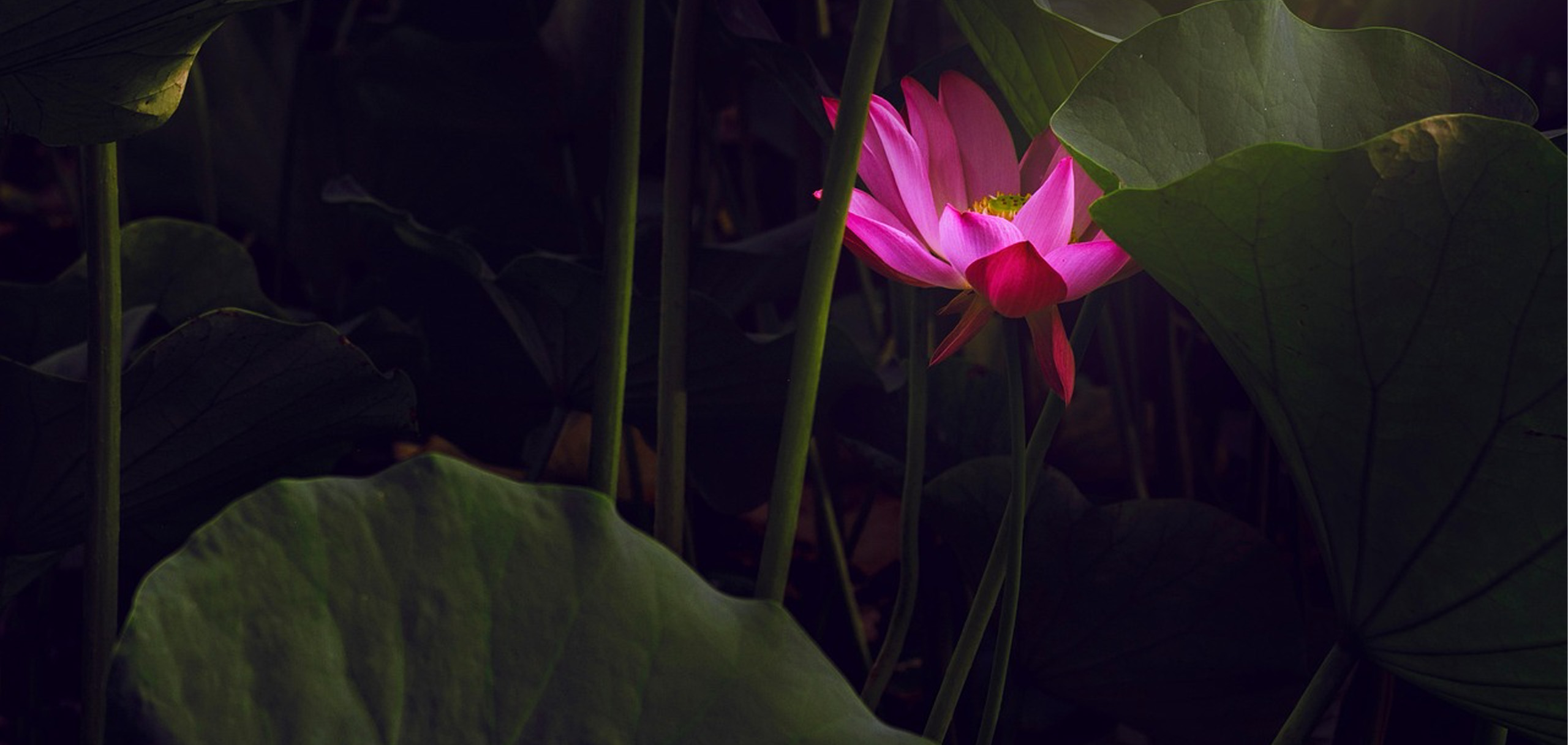 十三回忌に贈る花のメッセージ例