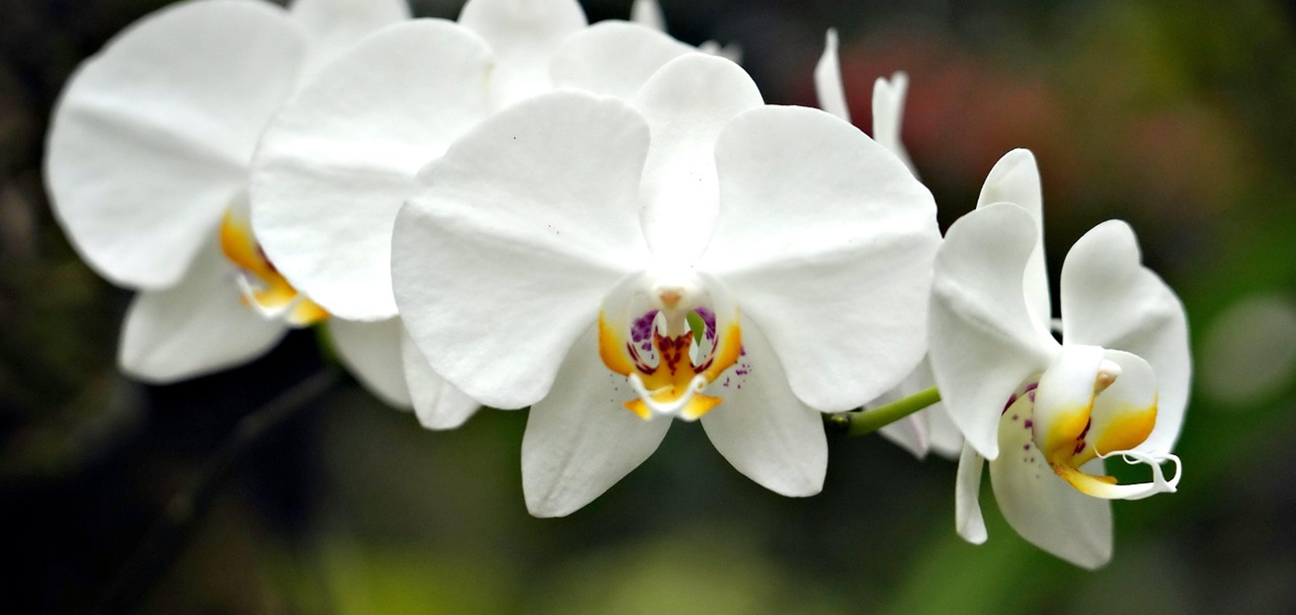 胡蝶蘭の購入を考える前に知っておきたい基礎知識