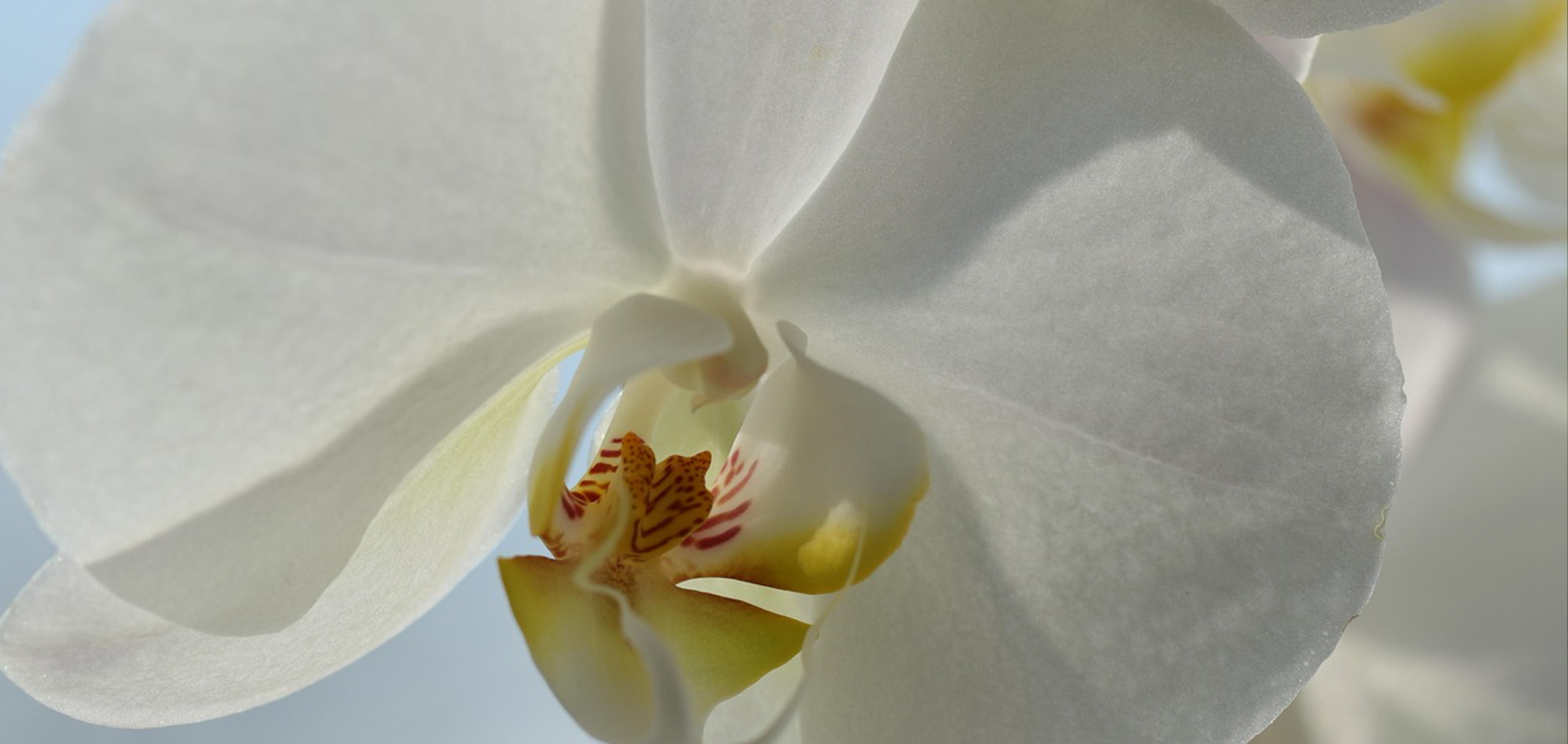 サイズ別に見る胡蝶蘭の料金相場