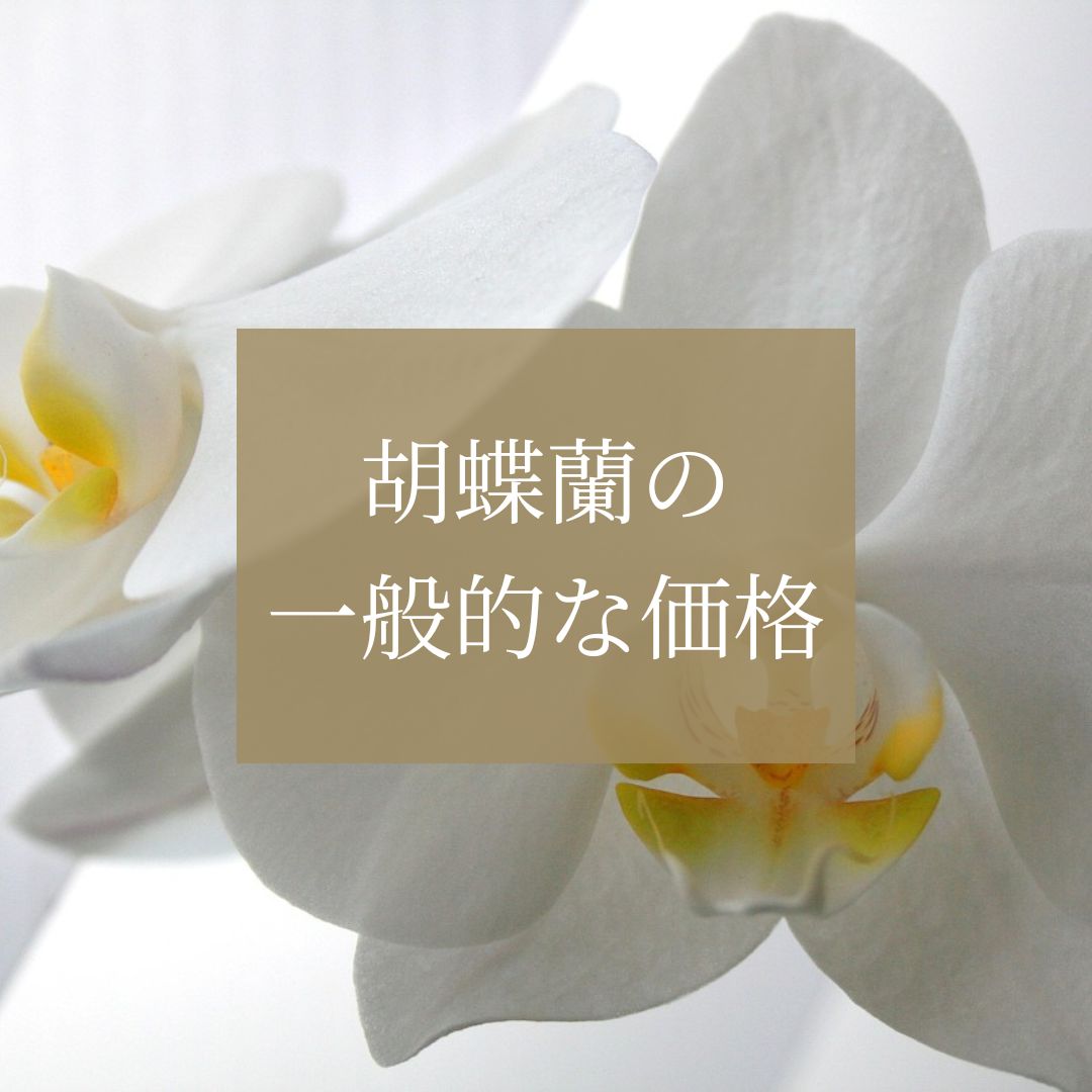 胡蝶蘭の値段を徹底解説！購入前に知るべき情報