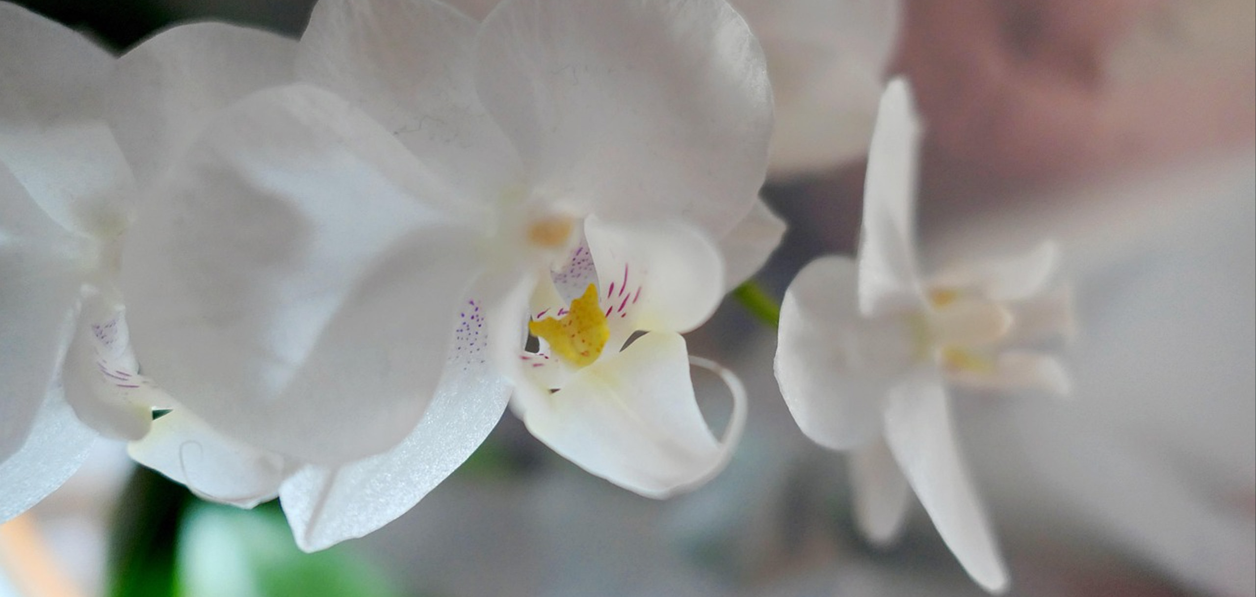 花が終わったらどうする？