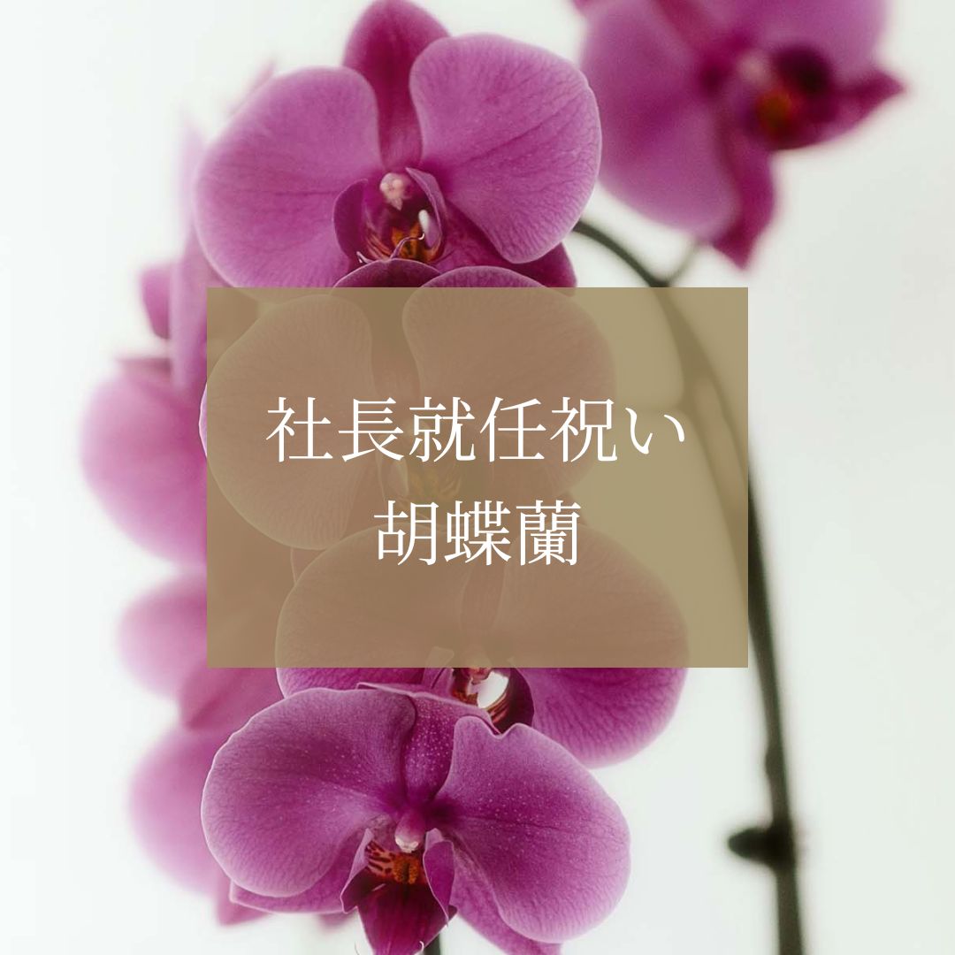 社長就任祝いに最適な胡蝶蘭の選び方ガイド