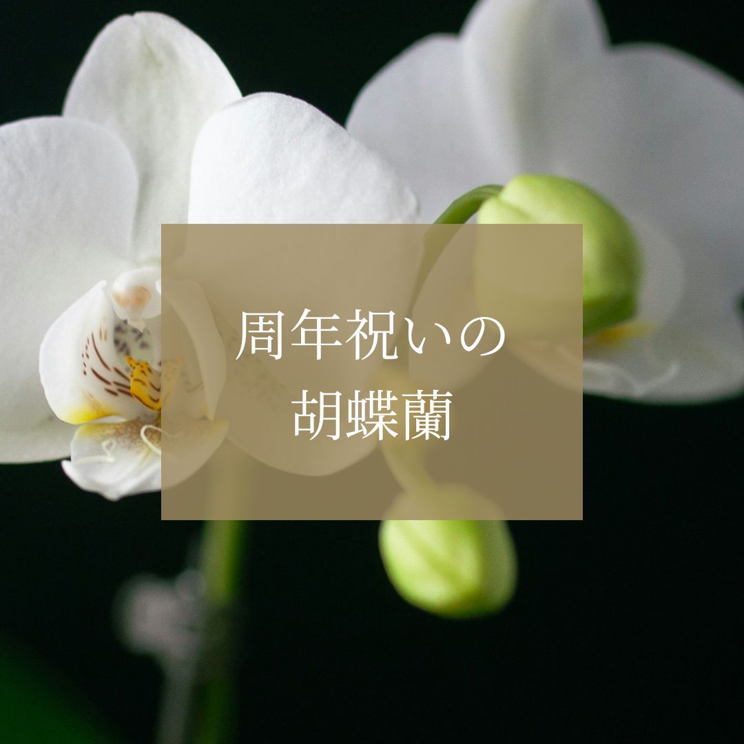 周年祝いに胡蝶蘭を贈ろう！おすすめの理由とマナーについて