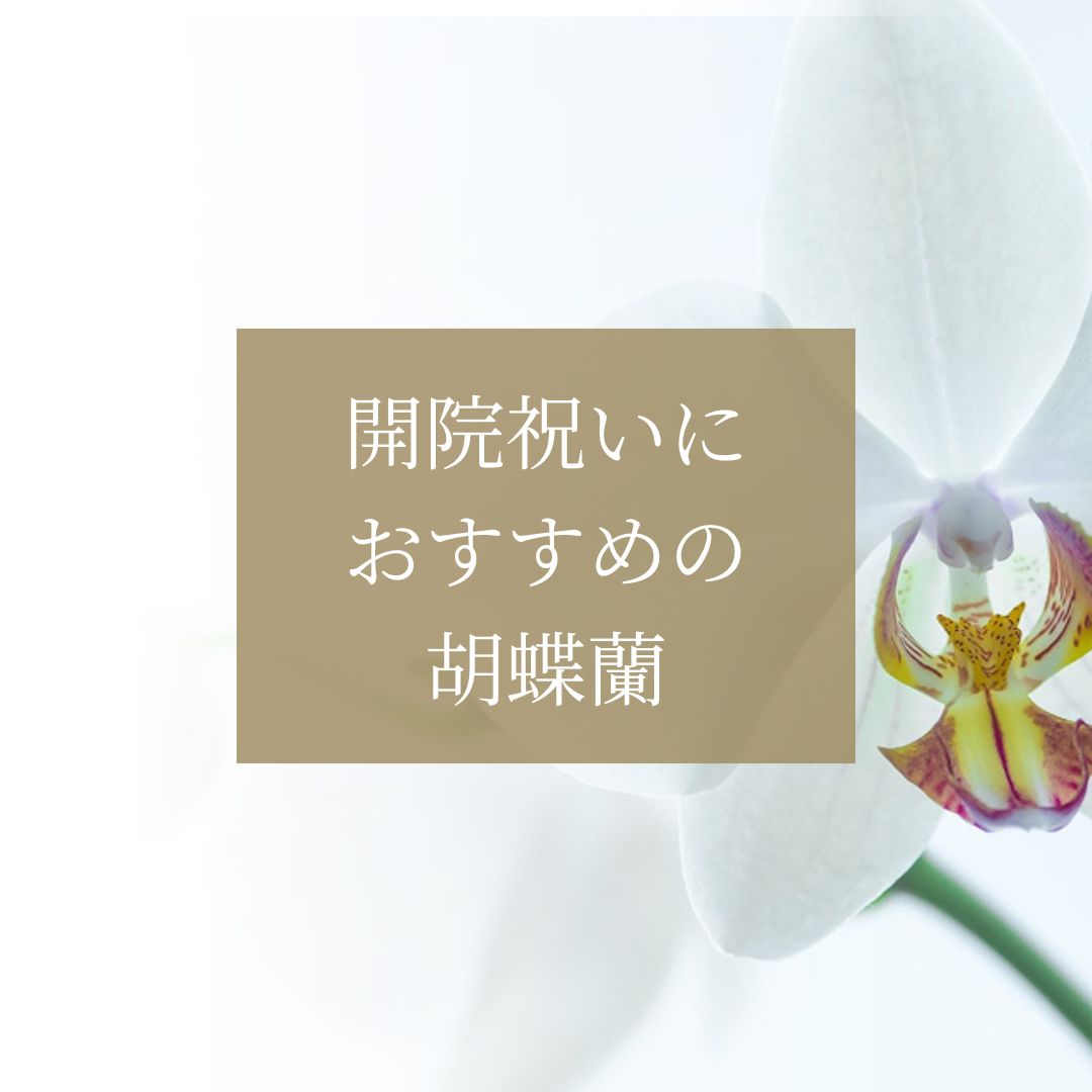 開院祝いには胡蝶蘭を贈ろう！おすすめの色と相場、マナーを紹介