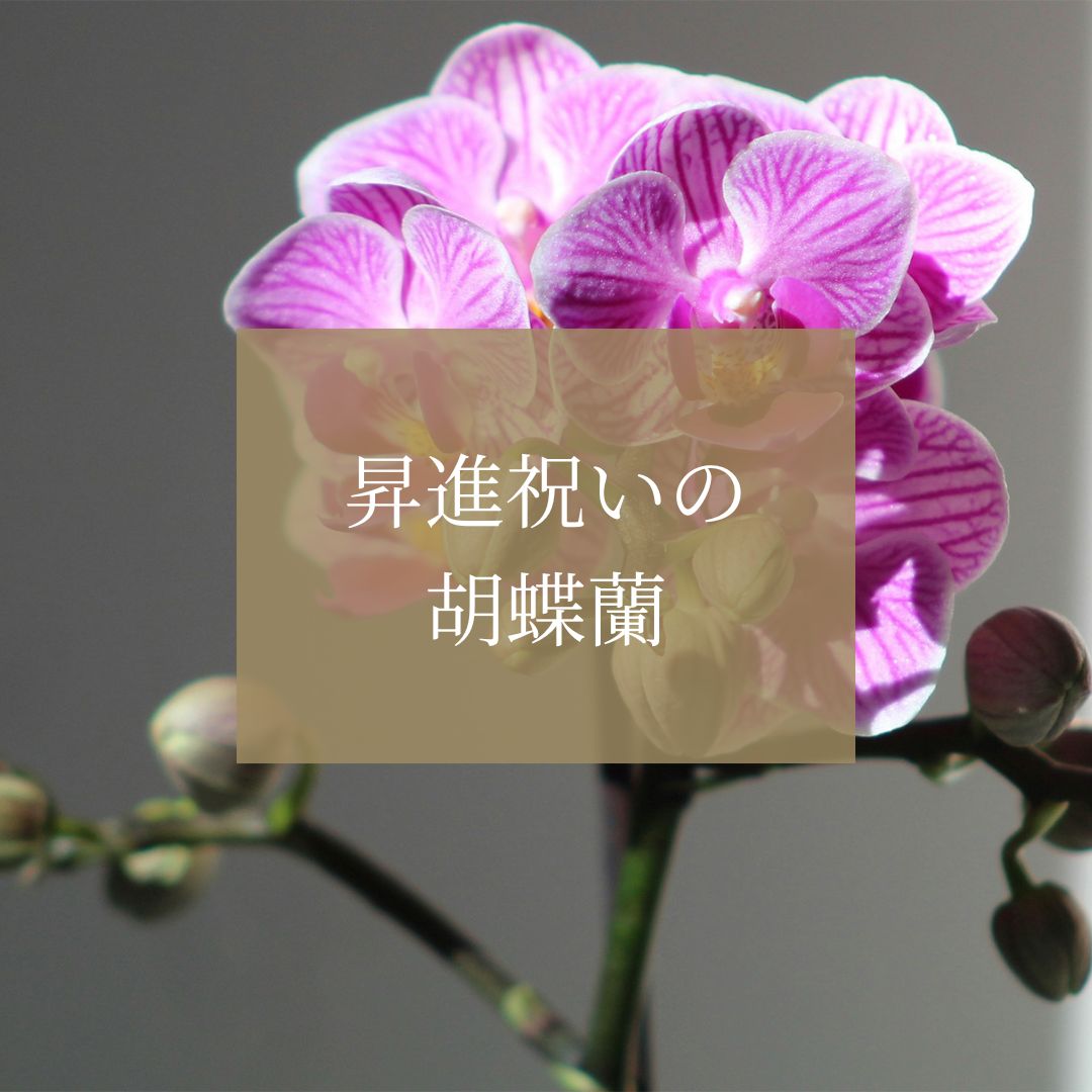 昇進祝いの定番！胡蝶蘭の選び方と種類