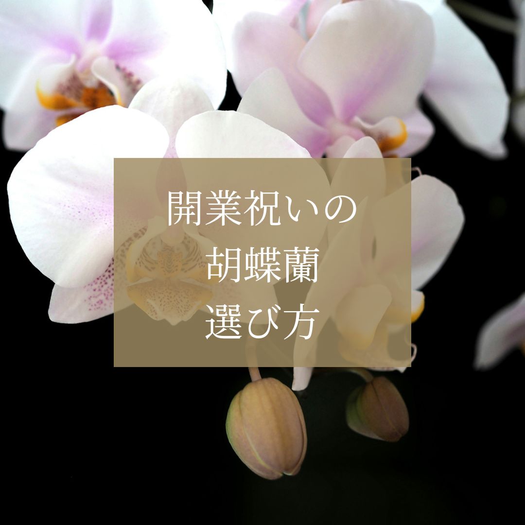 開業祝いの定番！胡蝶蘭の選び方や注意点を解説！