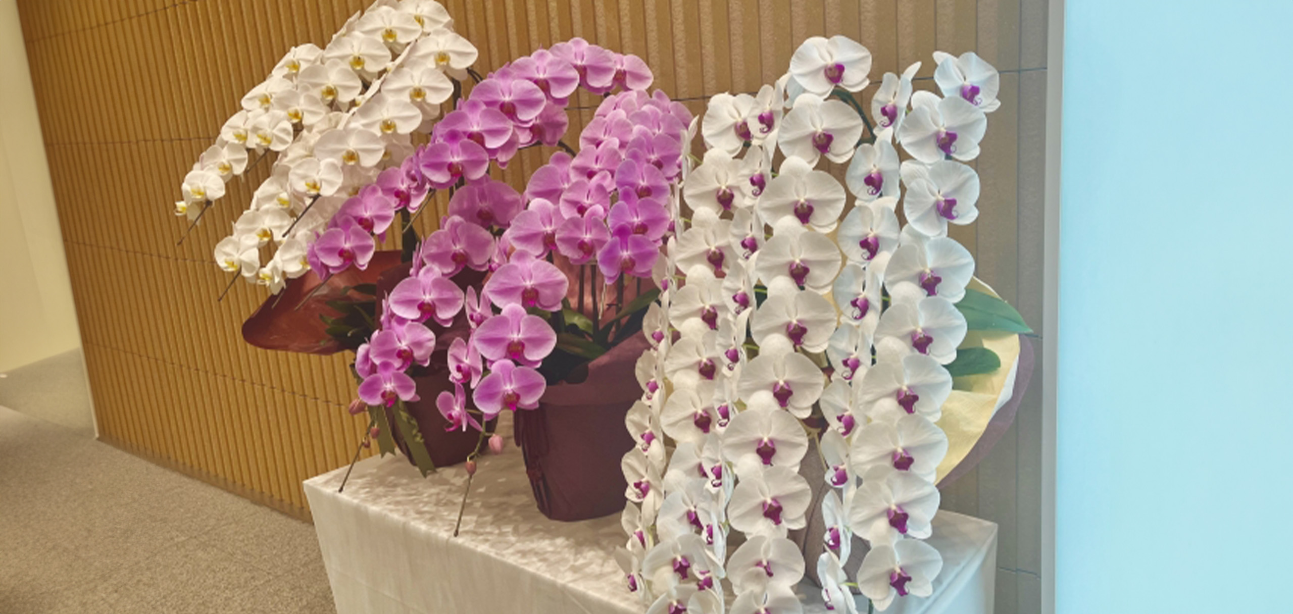 胡蝶蘭のお手入れ方法