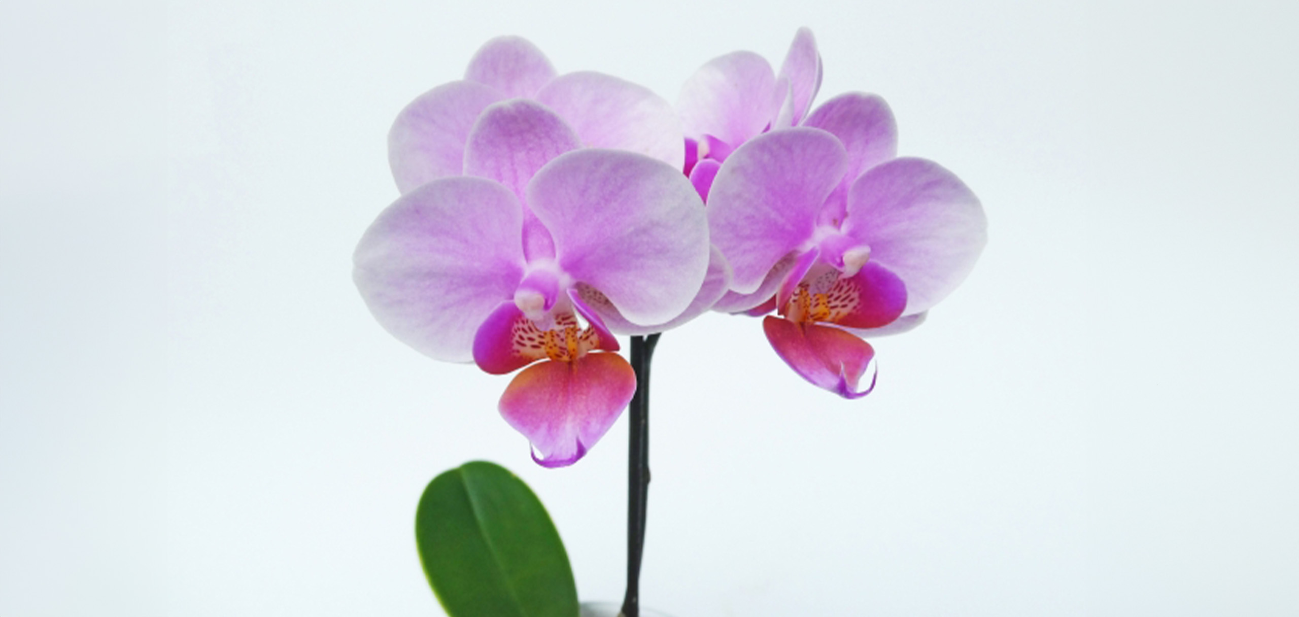 胡蝶蘭を贈ったら営業に活かしましょう