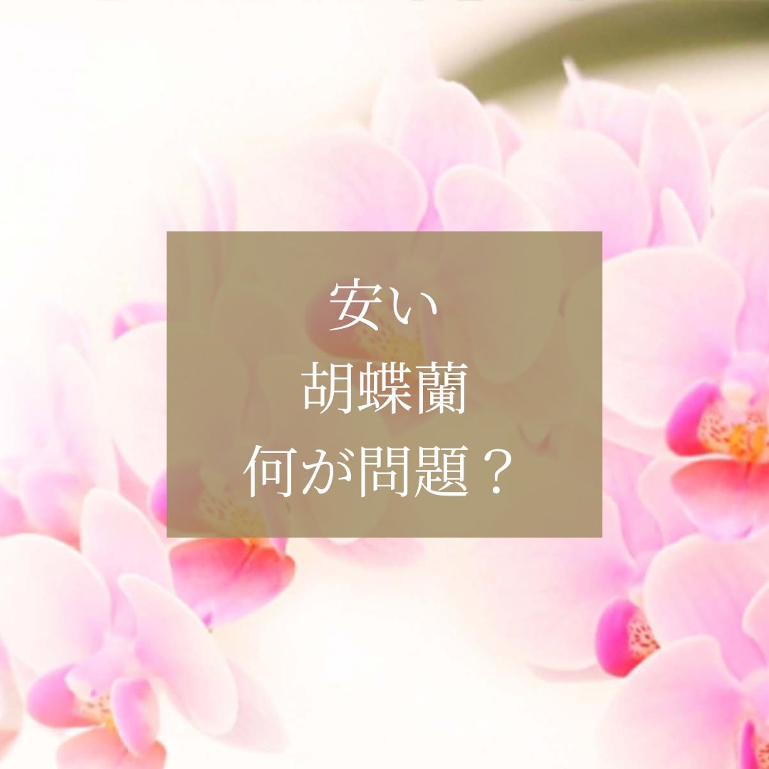 胡蝶蘭が「安い」には理由がある？1万円以下の危険性と“見劣りしない”最低ラインをプロが解説