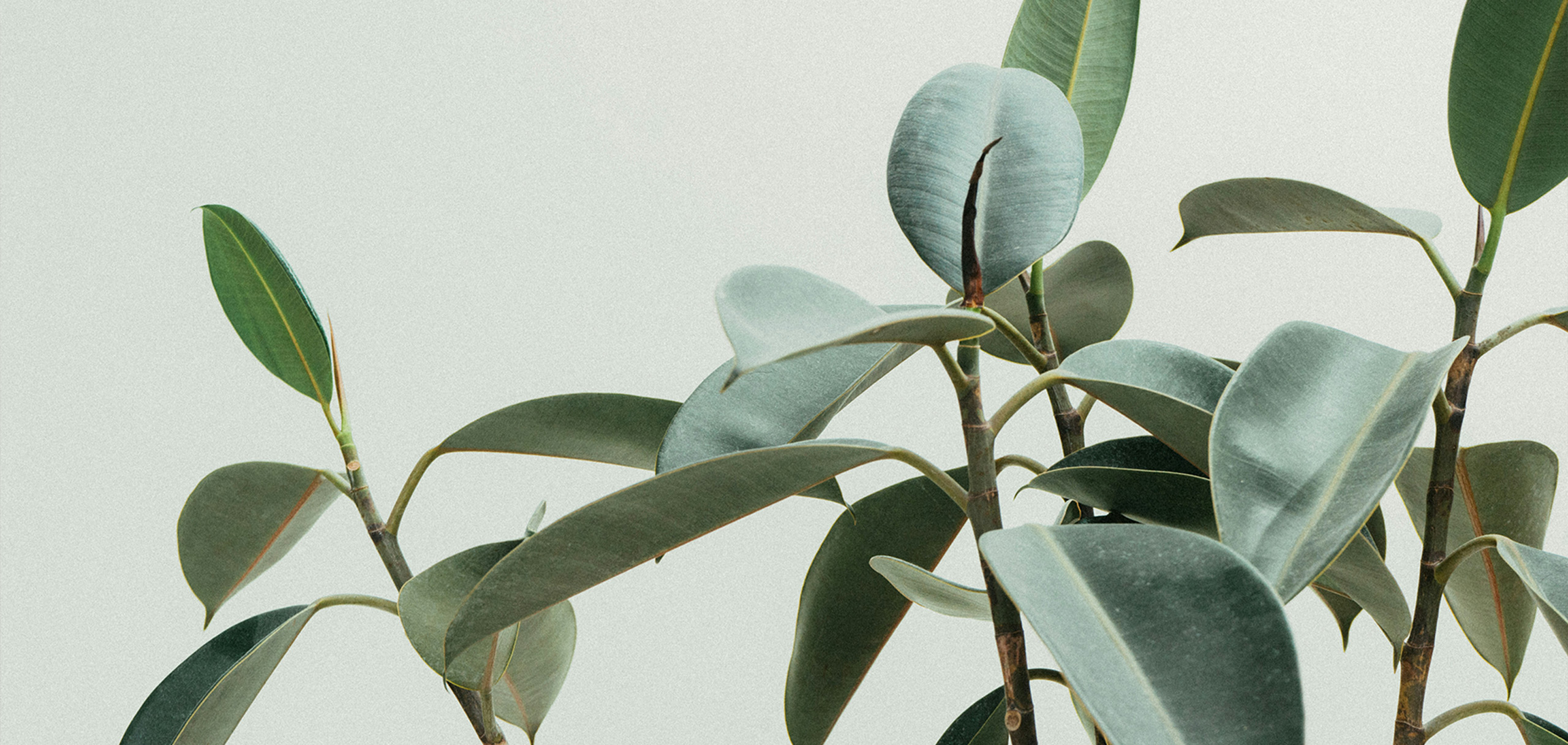 ネイルサロンの開店祝いに人気のお祝い花は？