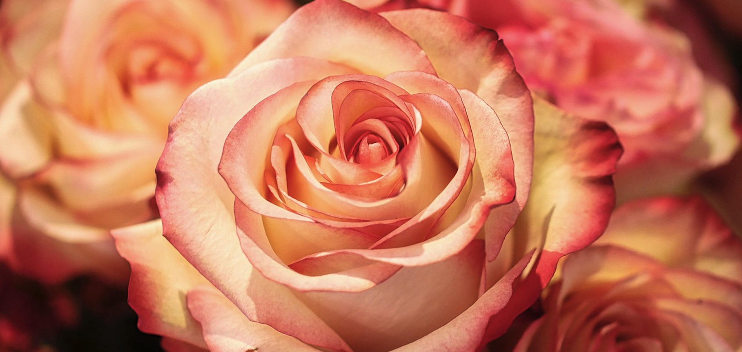 避けたい贈り物について