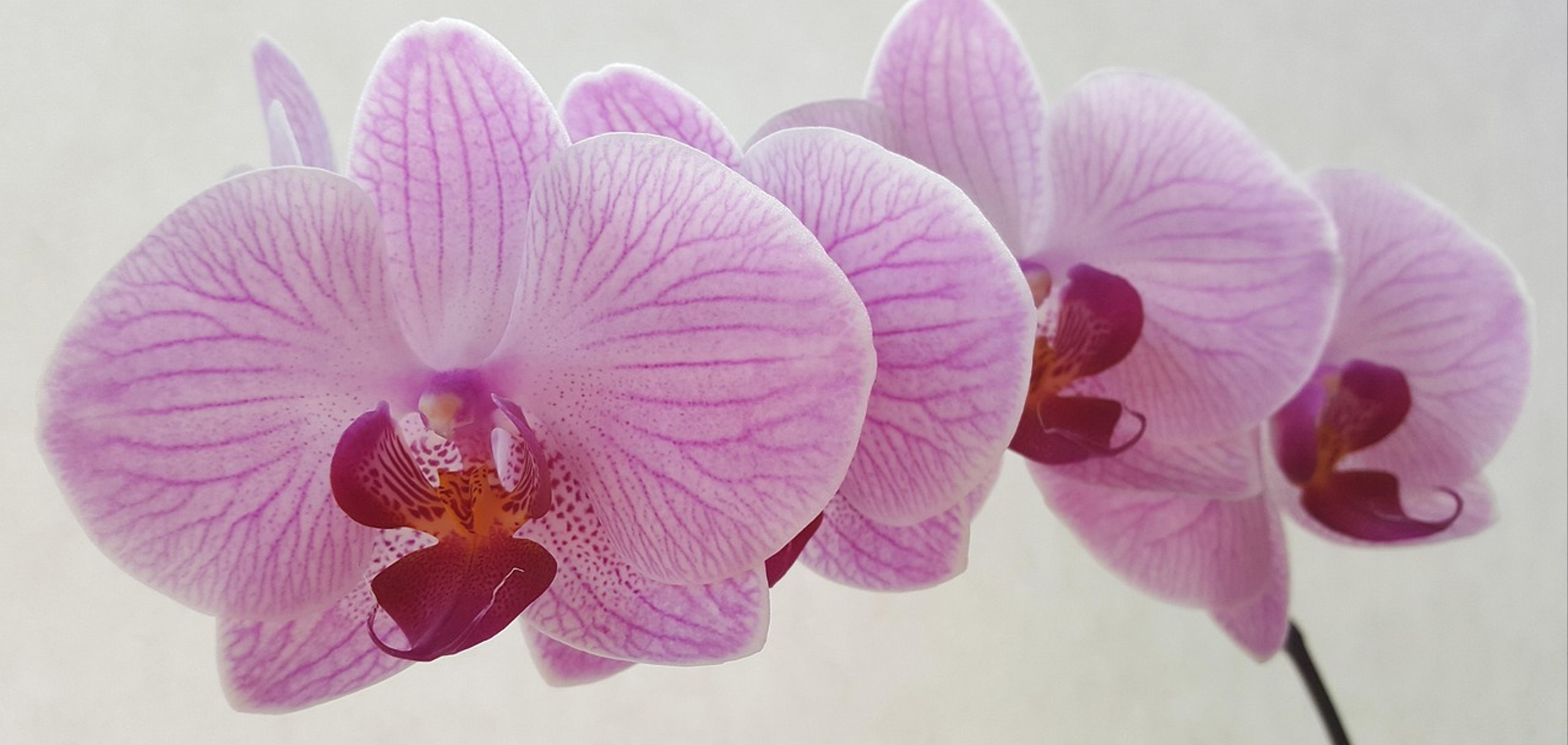 整骨院の開院祝いに人気の花は？