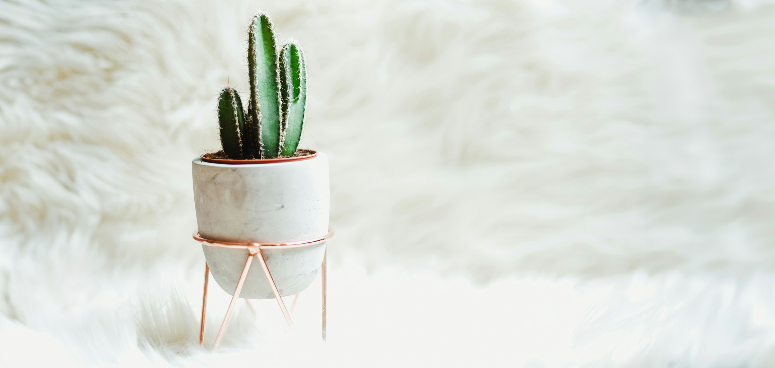 整骨院の開院祝いに贈るお花の相場